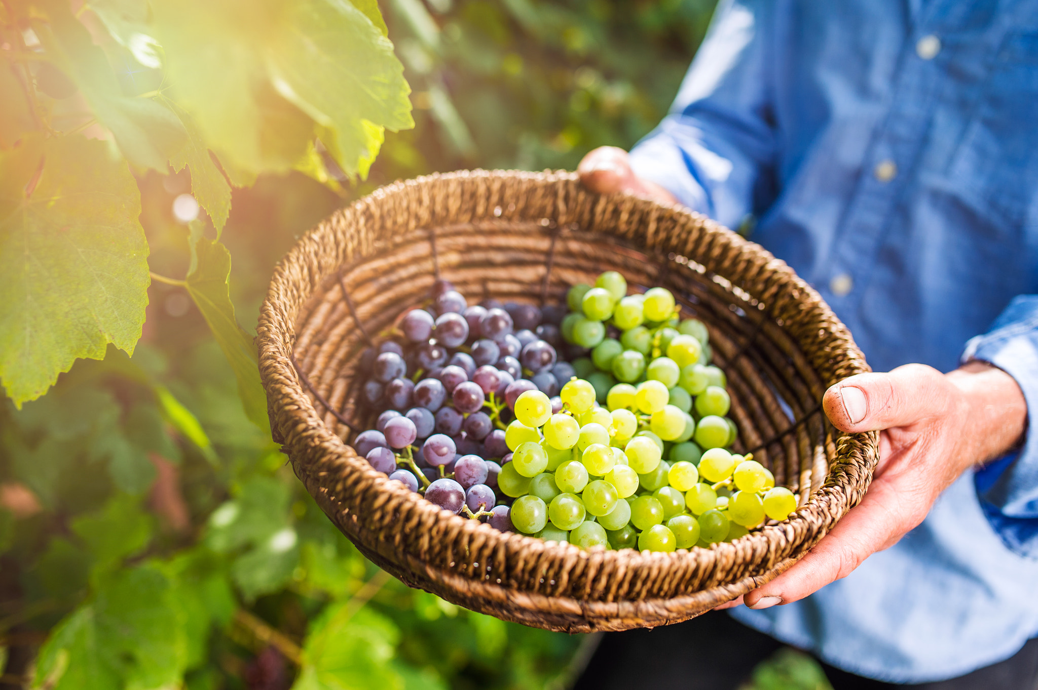 Nikon D4S + Sigma 35mm F1.4 DG HSM Art sample photo. Unrecognizable senior man holding a basket with grapes photography