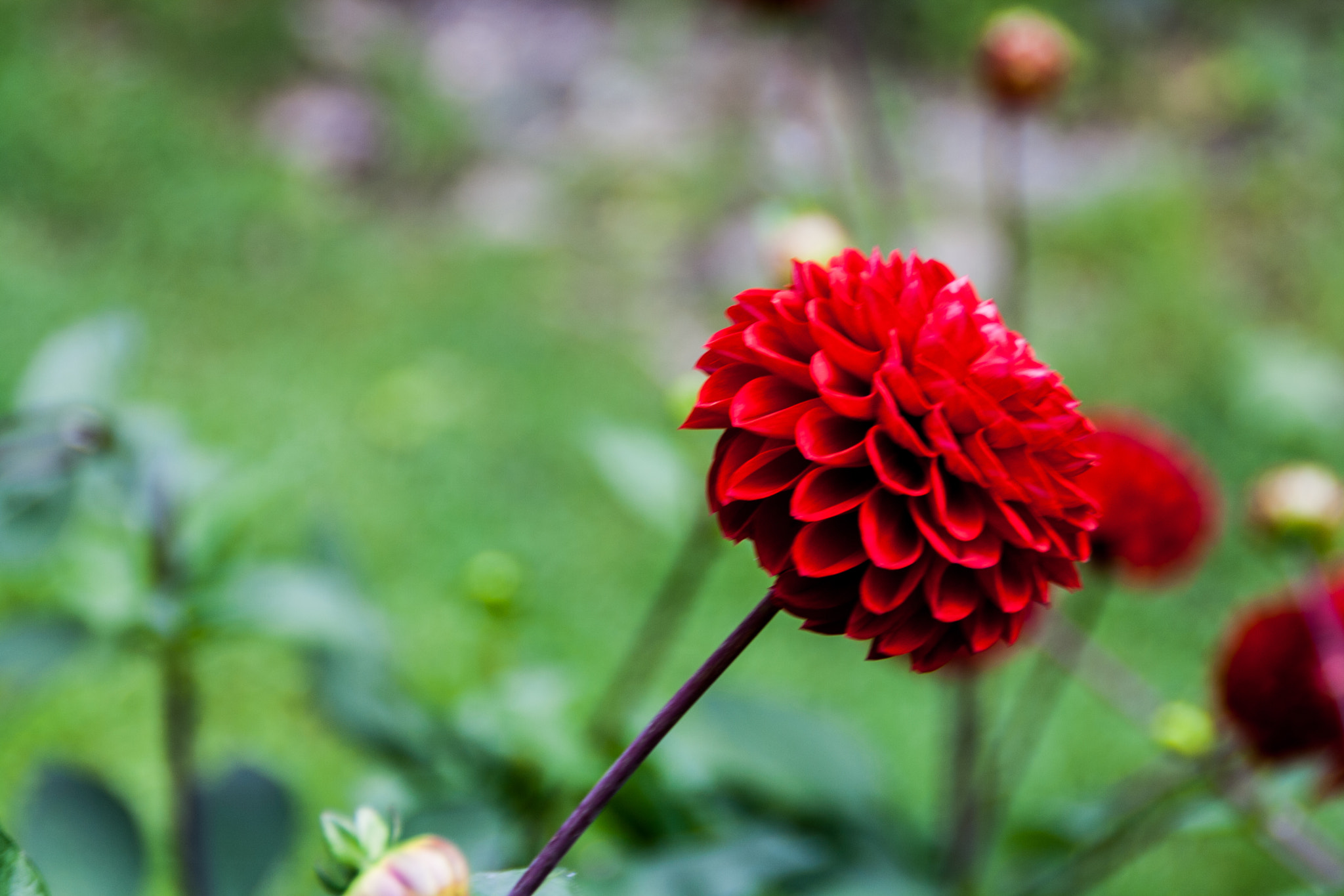 Canon EOS 1000D (EOS Digital Rebel XS / EOS Kiss F) sample photo. Flower power photography