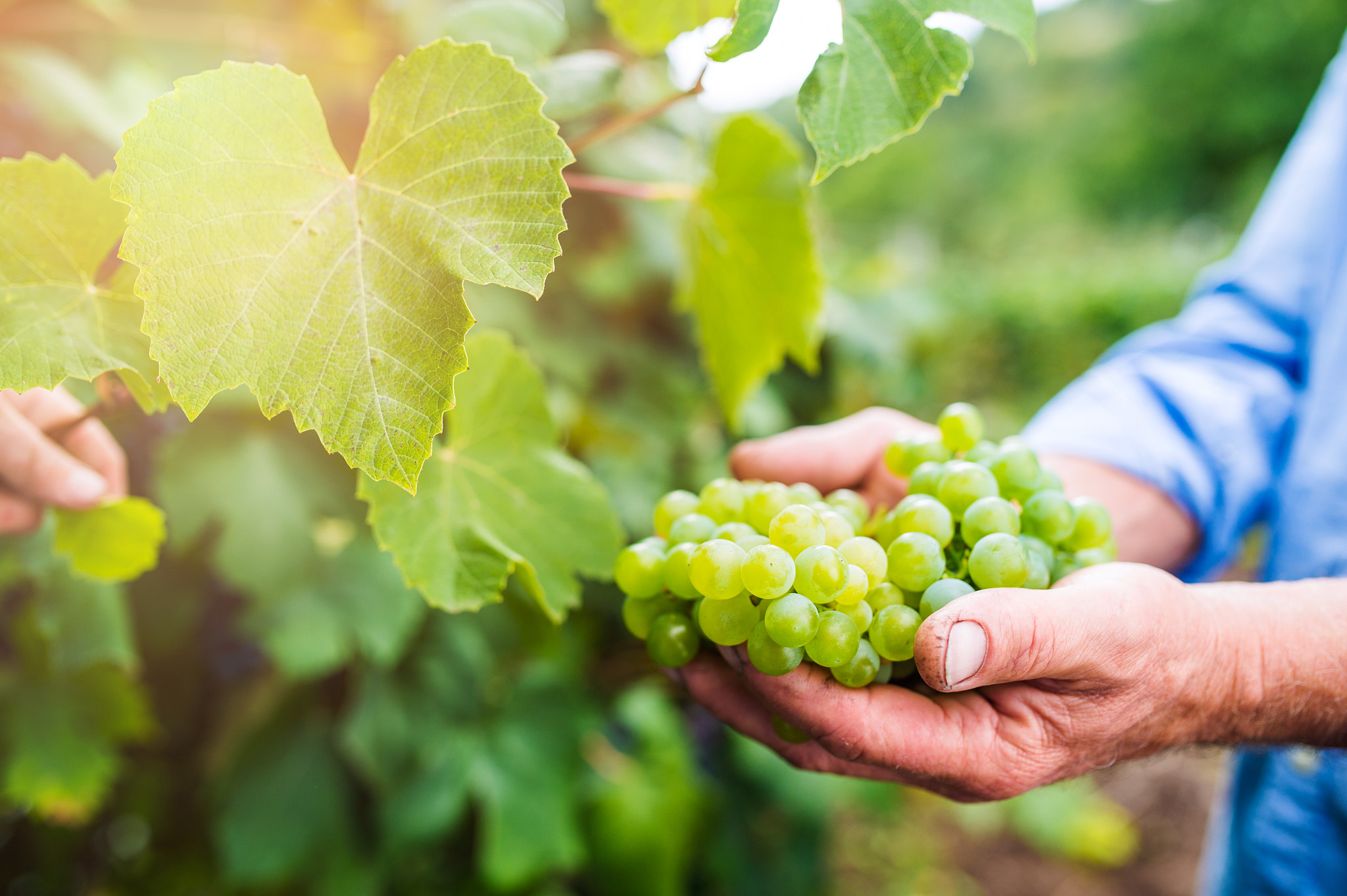 Nikon D4S + Sigma 35mm F1.4 DG HSM Art sample photo. Senior man in blue shirt harvesting grapes in garden photography