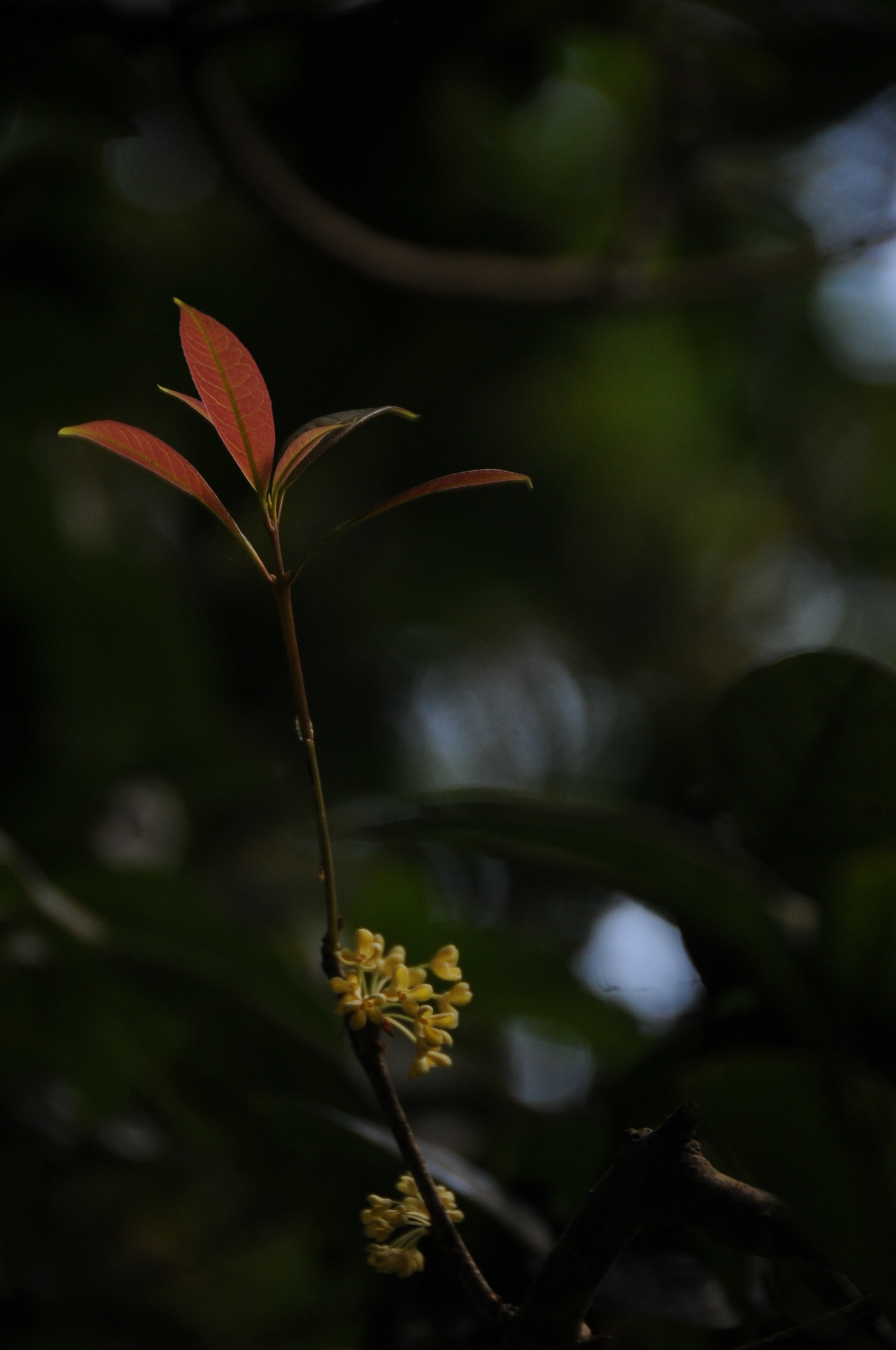Nikon D3S sample photo. .. photography