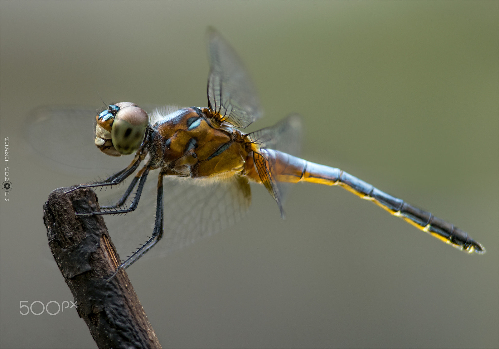 Nikon D750 + Nikon AF Nikkor 180mm F2.8D ED-IF sample photo. Tha photography