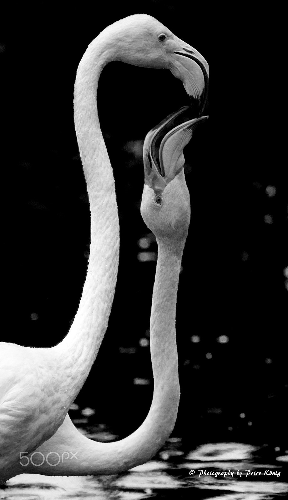 Nikon D600 + AF Nikkor 300mm f/4 IF-ED sample photo. Flamingo love photography