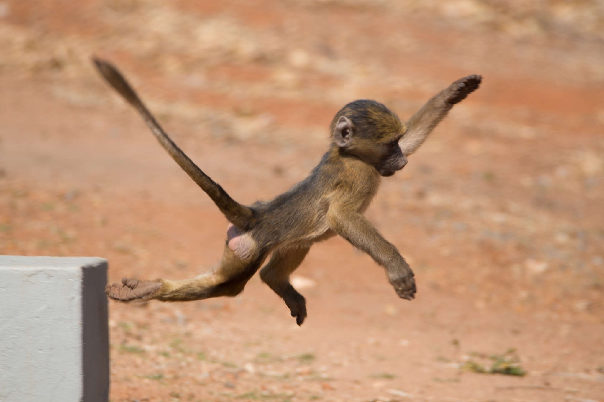 Nikon D800 sample photo. Little monkey in chobe photography