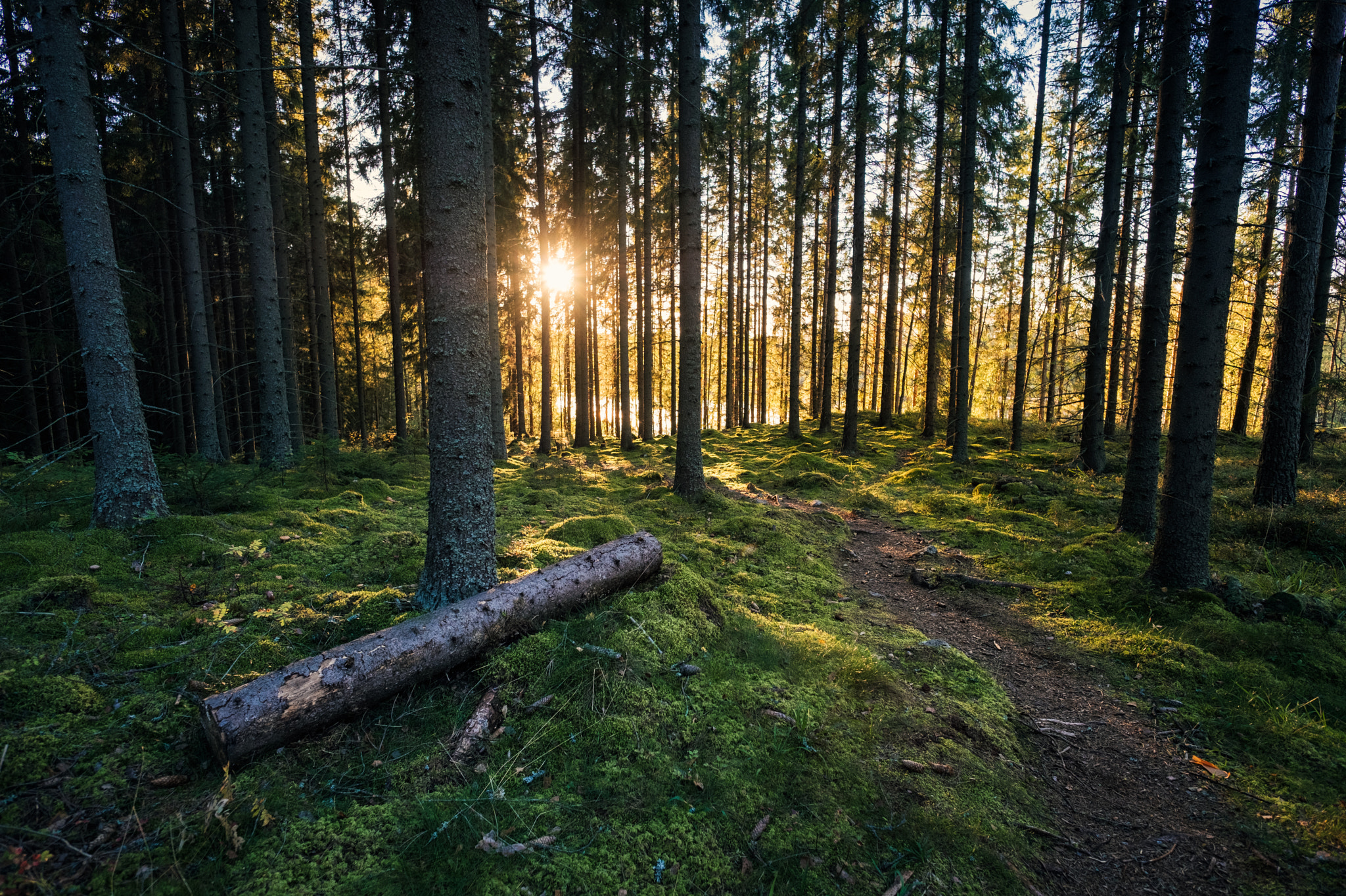 Fujifilm X-Pro2 + ZEISS Touit 12mm F2.8 sample photo. Sunset in a secret forest photography