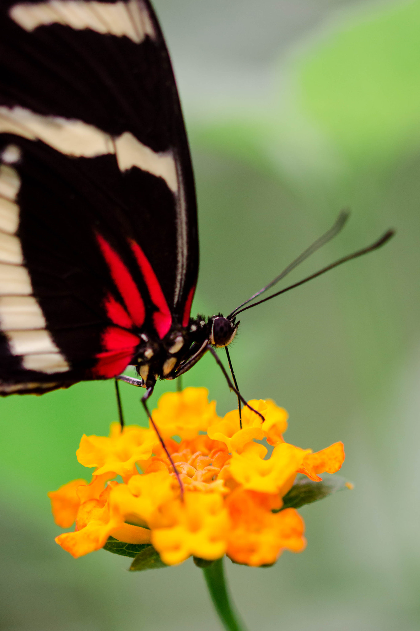Sigma 105mm F2.8 EX DG OS HSM sample photo. Butterfly photography