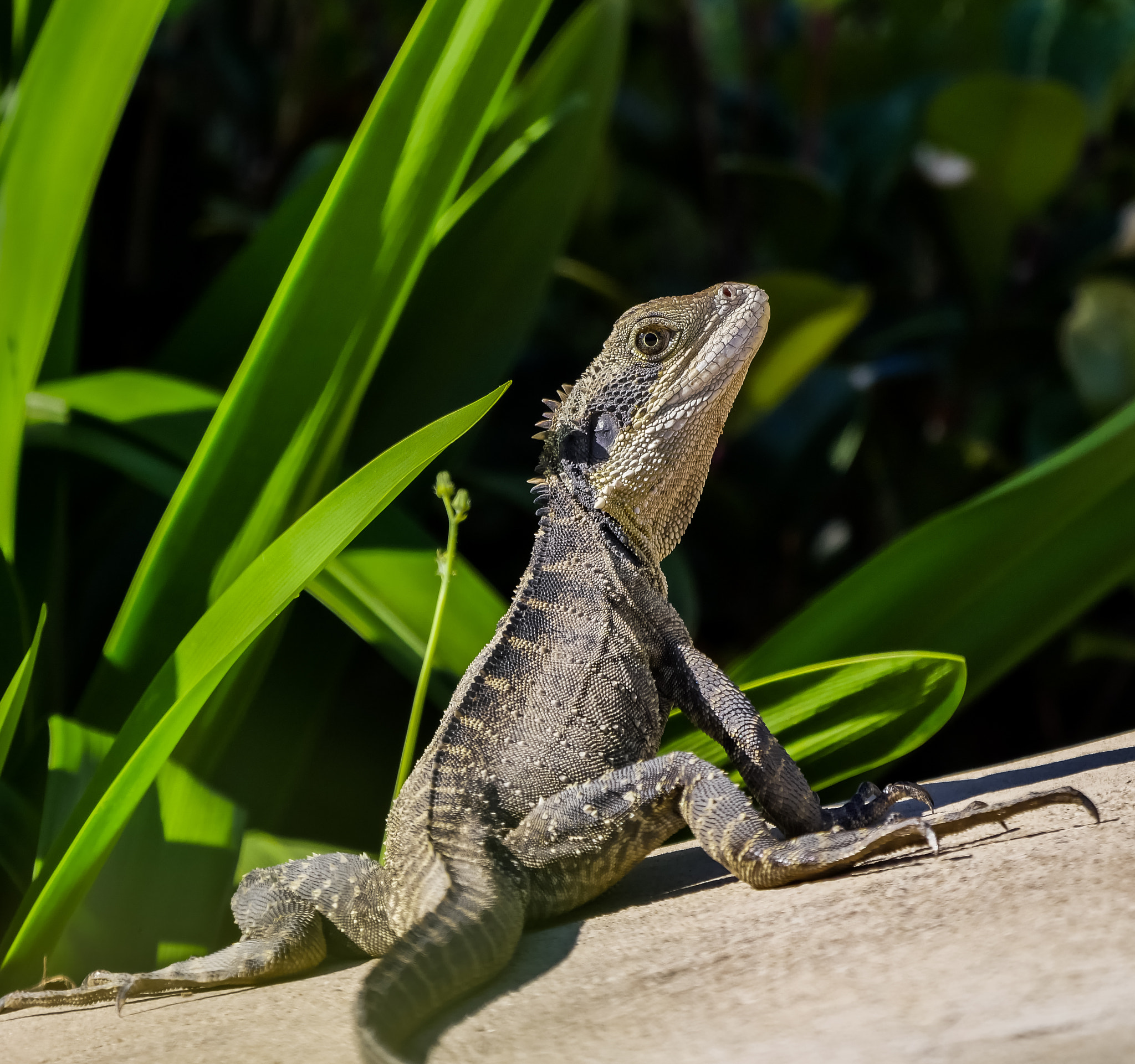 Panasonic Lumix DMC-GX8 + LEICA DG 100-400/F4.0-6.3 sample photo. Sun baker photography