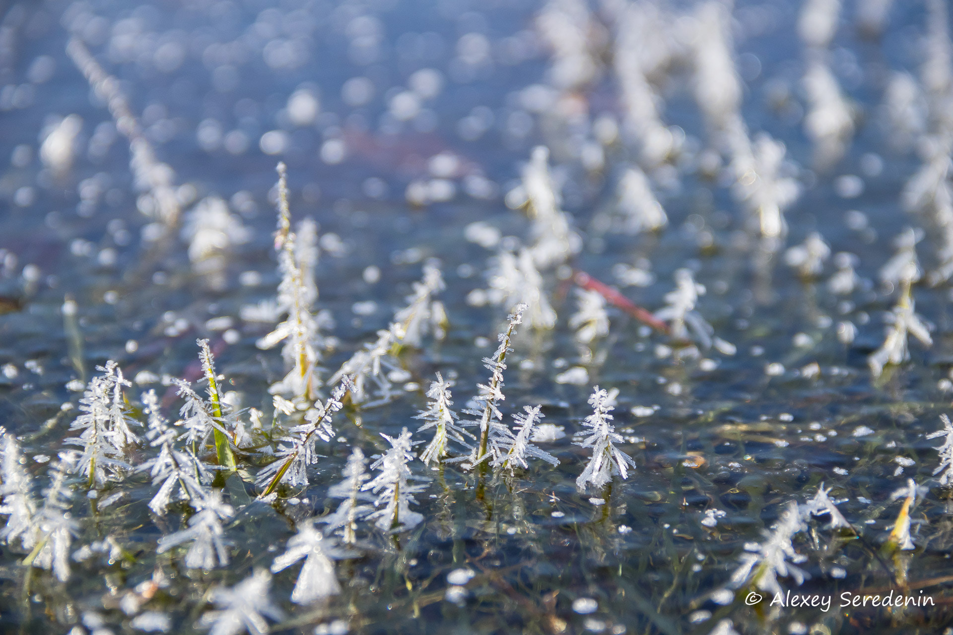 Canon EF-S 18-135mm F3.5-5.6 IS sample photo. Ice wood photography