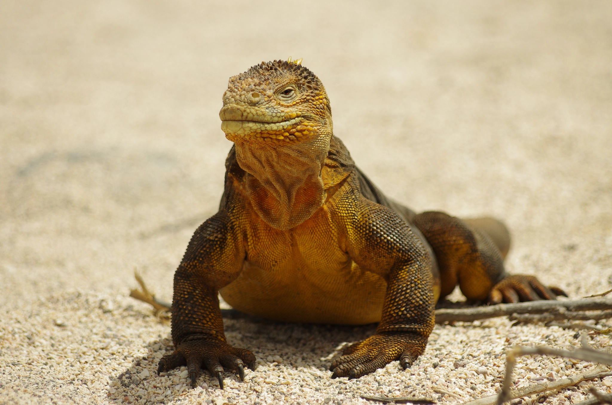 Pentax smc DA* 60-250mm F4.0 ED (IF) SDM sample photo. Marine iguana photography