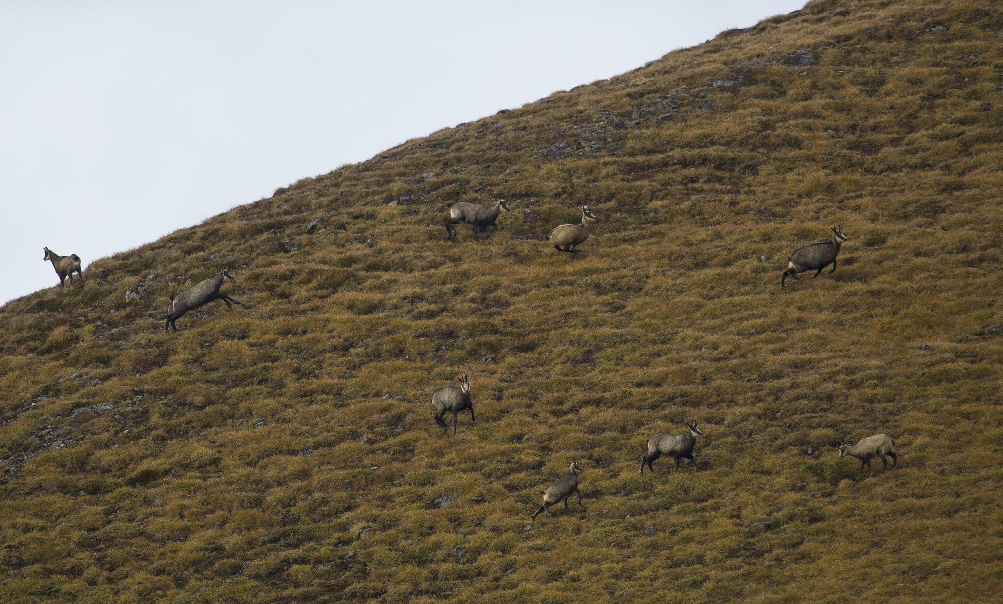 Nikon D3S + Nikon AF-S Nikkor 500mm F4G ED VR sample photo. Loving chaos photography