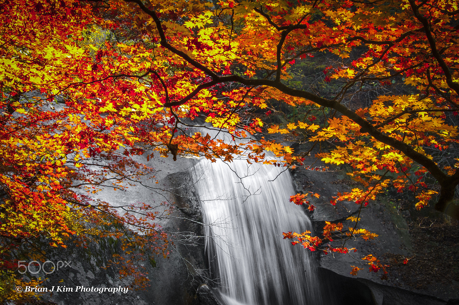 Nikon D2Xs sample photo. Maple leaves, burning itself away in the autumn photography