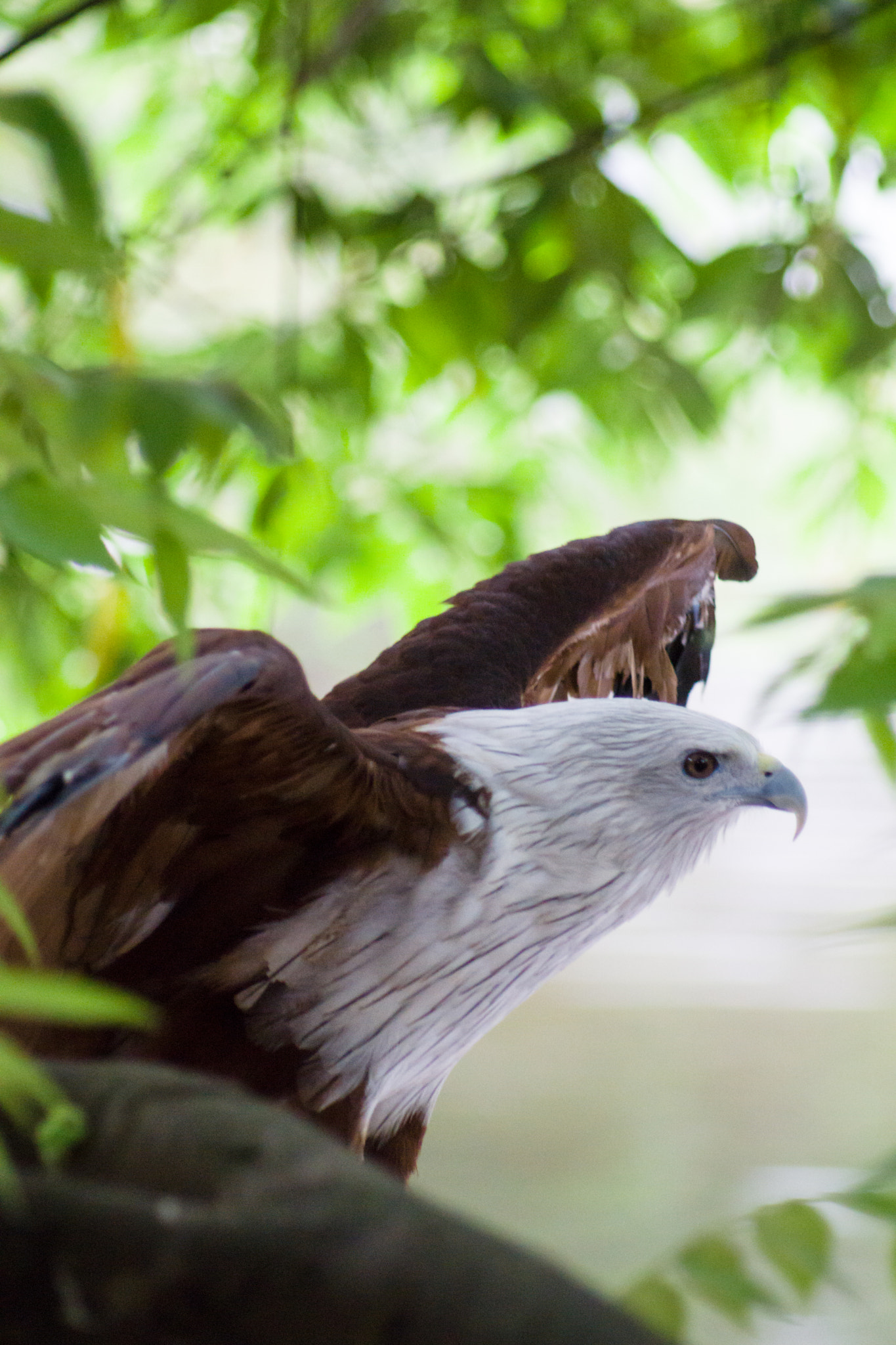 Sony 75-300mm F4.5-5.6 sample photo. Eager photography