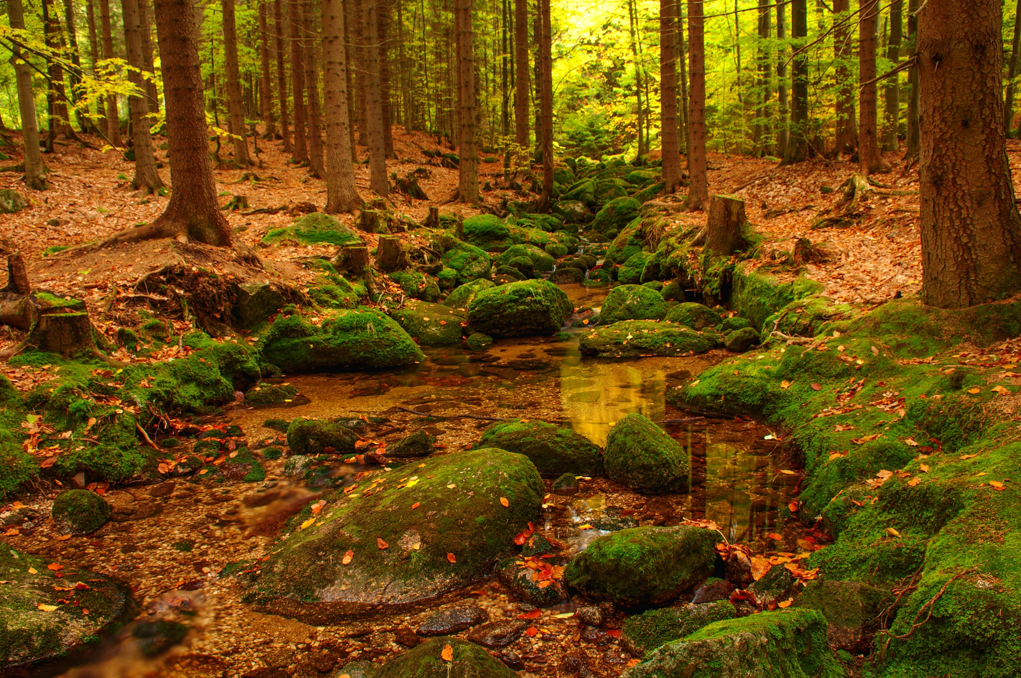 Nikon D5000 sample photo. Autumnal forest photography