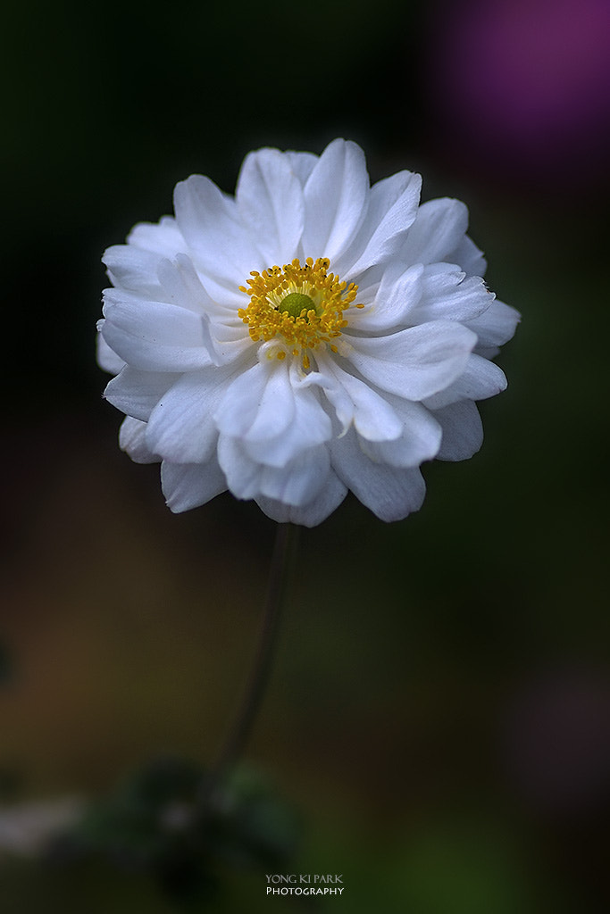 Pentax smc D-FA 100mm F2.8 macro sample photo. A white angel of october photography
