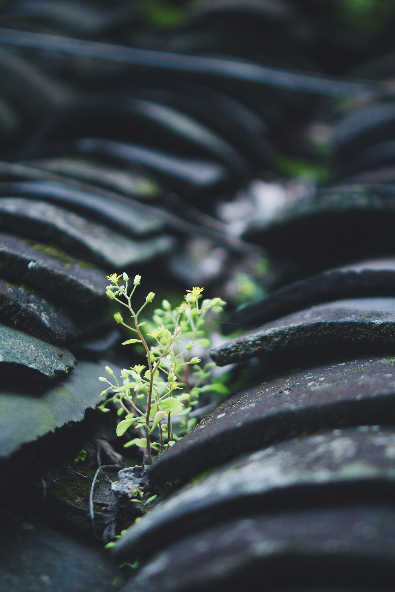 Canon EF 35-80mm f/4-5.6 sample photo