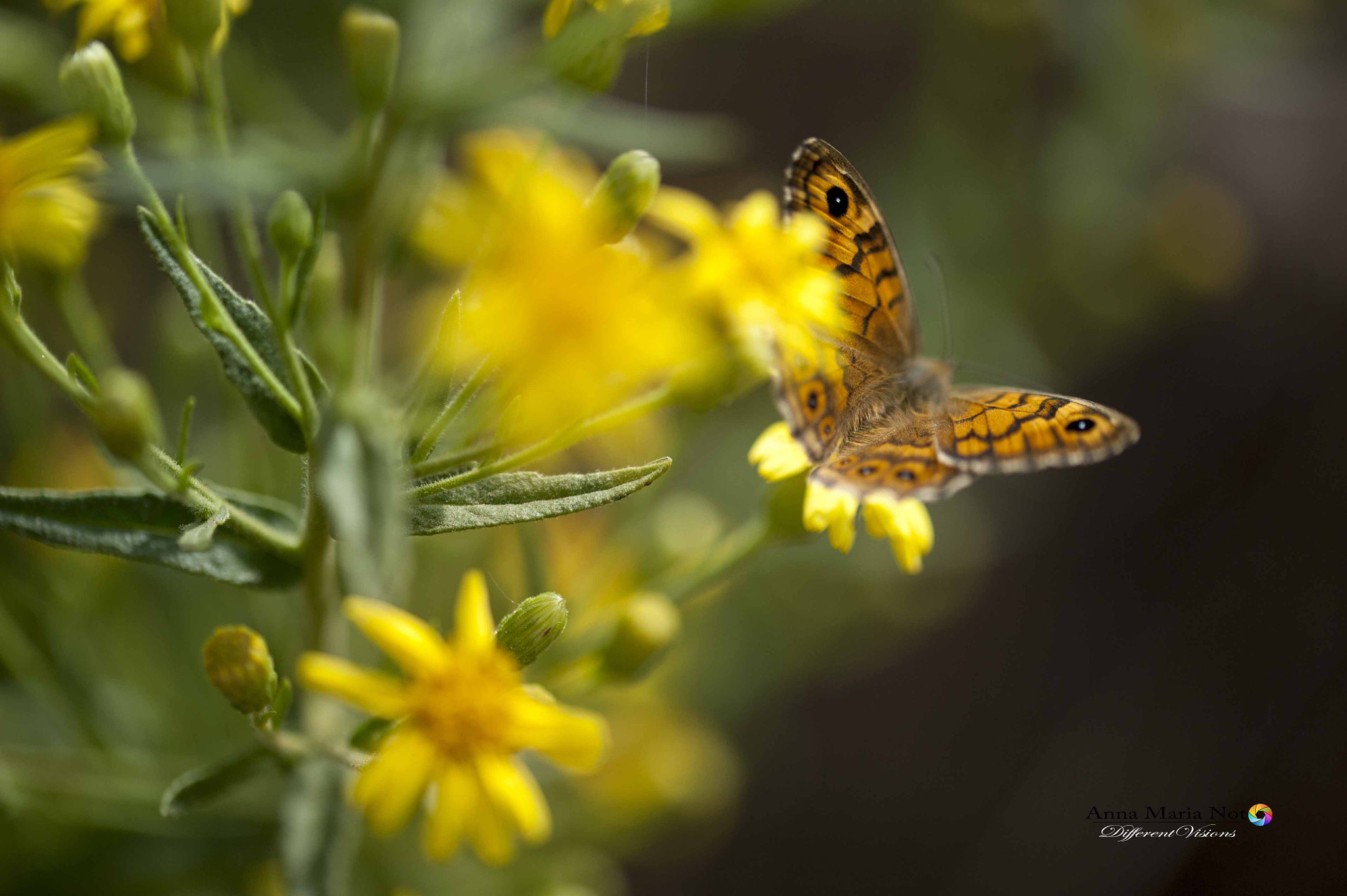 Sigma 105mm F2.8 EX DG OS HSM sample photo. Autunno primaverile photography