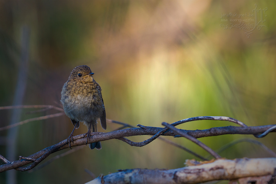 Canon EOS 7D Mark II + Canon EF 300mm F2.8L IS USM sample photo. Oiseau_a7a9221 photography