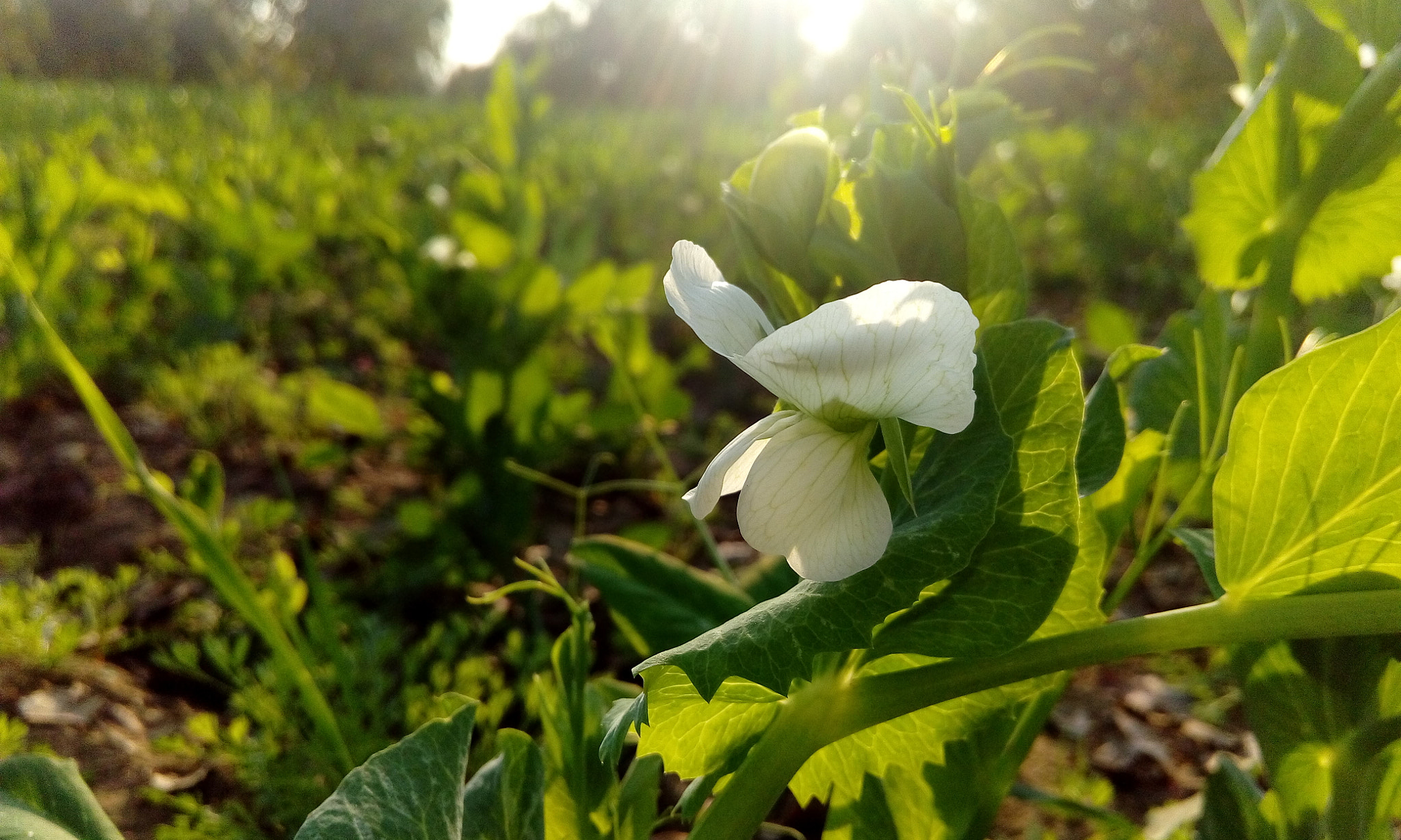 HTC DESIRE 626G+ DUAL SIM sample photo. Peas by the morning ... photography