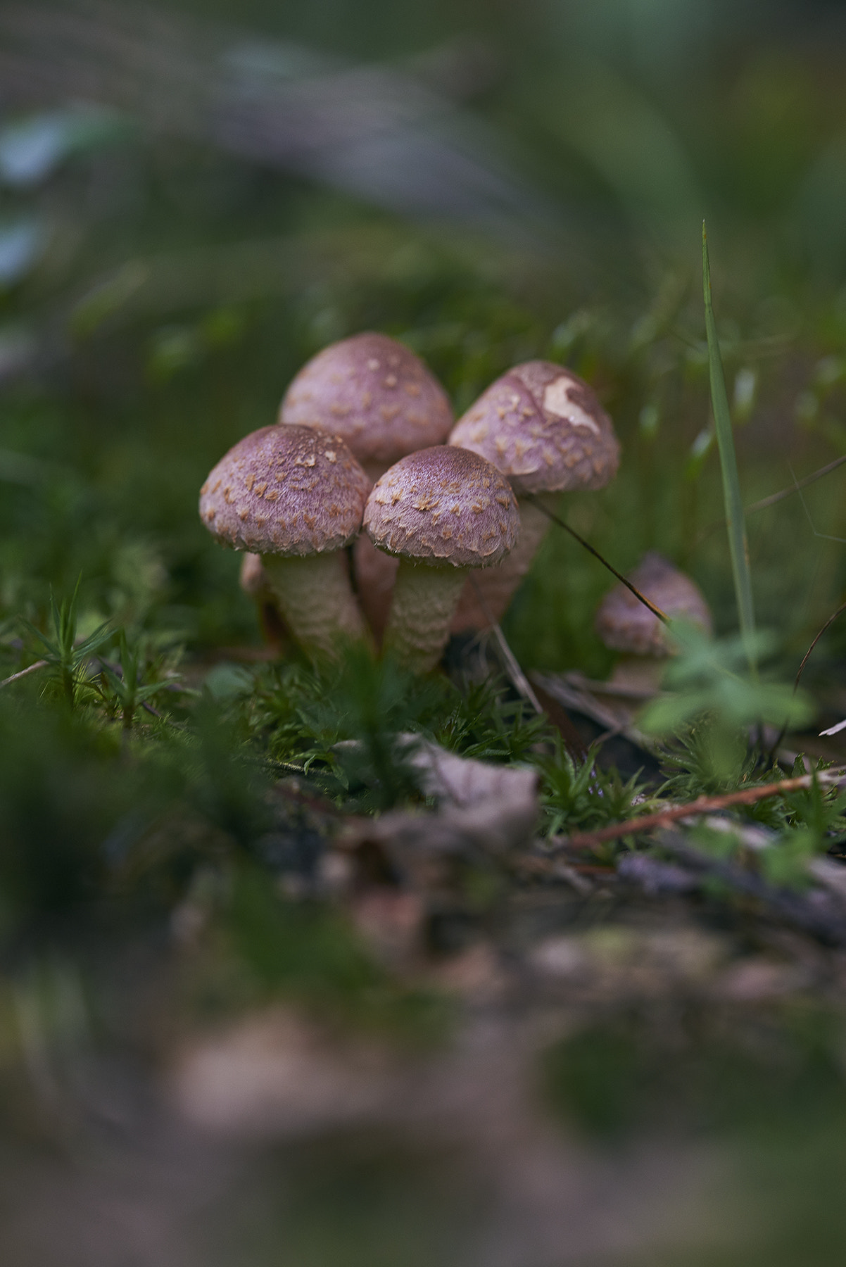 Sigma 105mm F2.8 EX DG OS HSM sample photo. Mushrooms photography