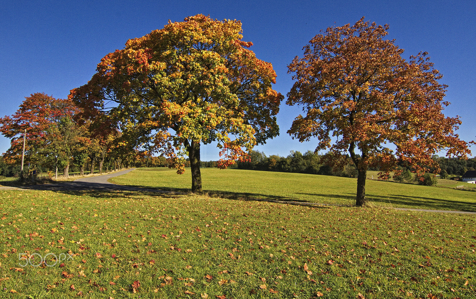 Tokina AT-X Pro 12-24mm F4 (IF) DX sample photo. Trees in autumn photography