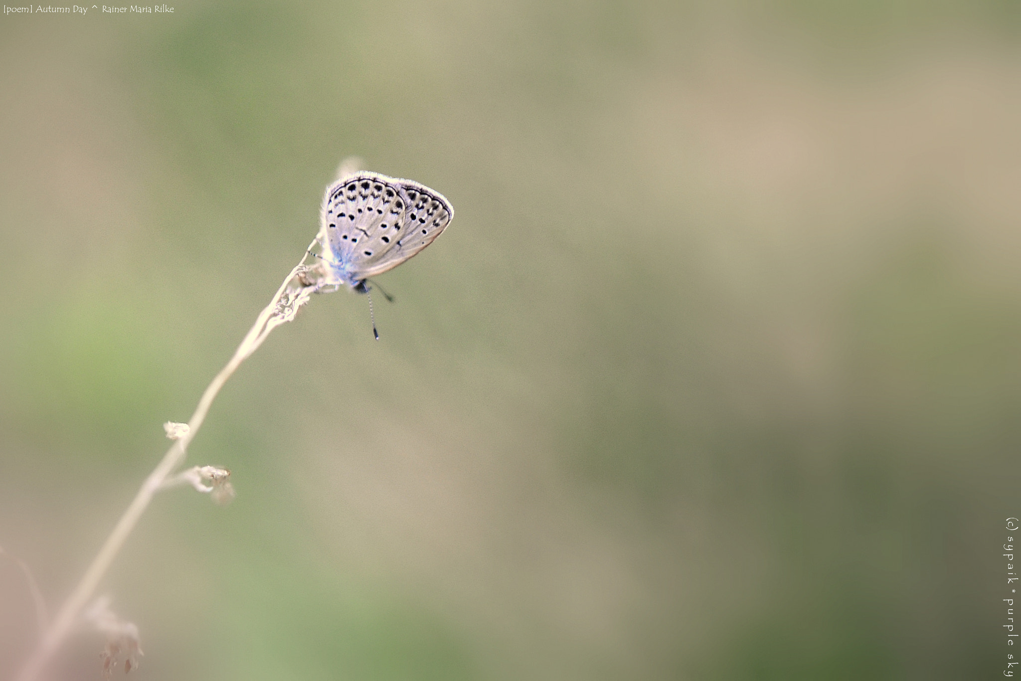 Nikon AF-S Micro-Nikkor 60mm F2.8G ED sample photo. Autumn day v photography