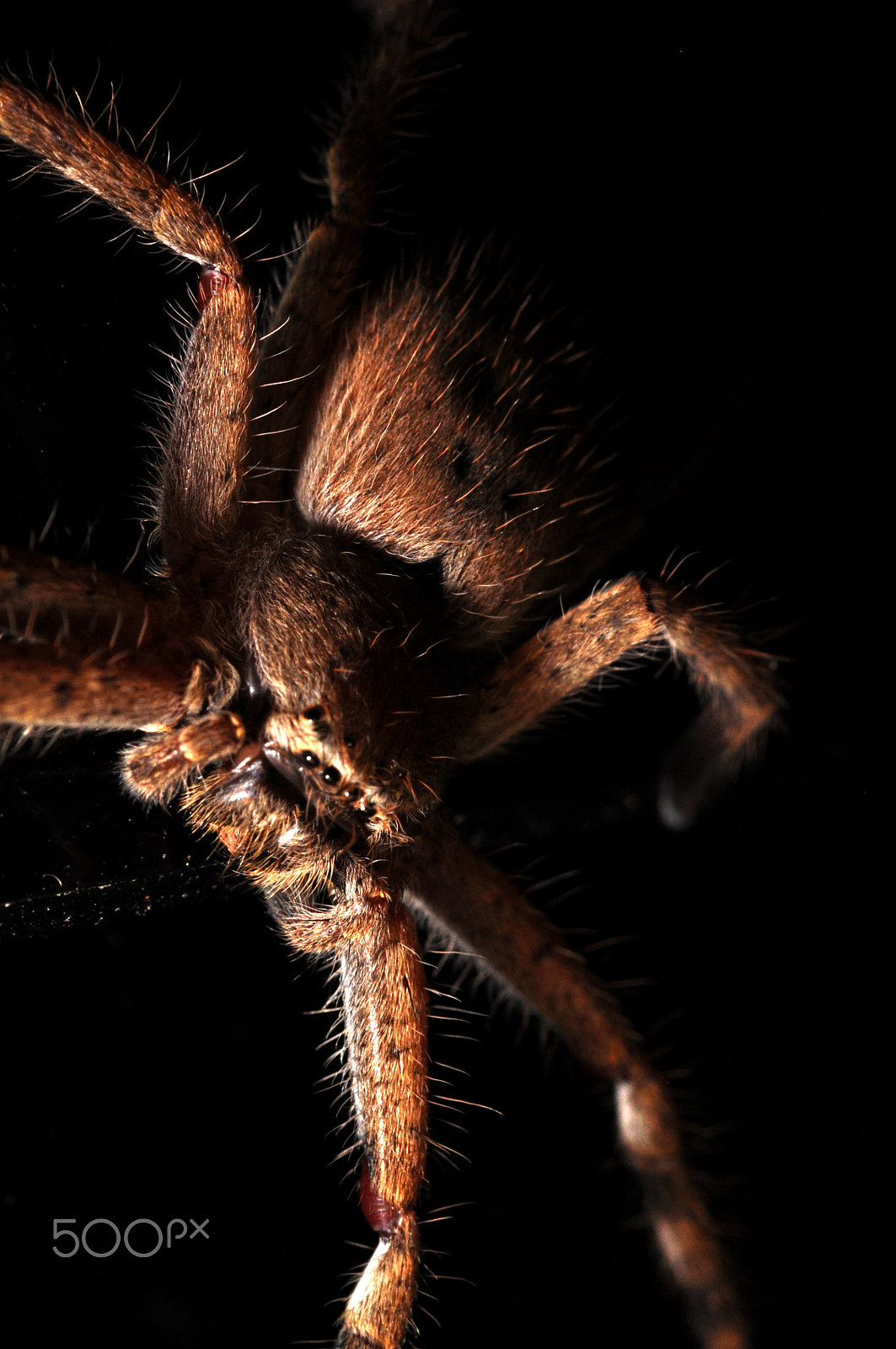 Nikon AF-S Micro-Nikkor 60mm F2.8G ED sample photo. Love the lurk photography