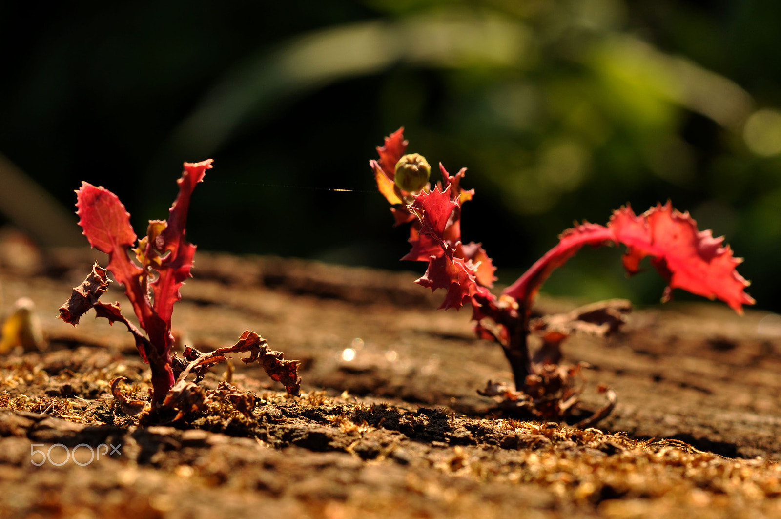 Nikon AF-S Micro-Nikkor 60mm F2.8G ED sample photo. Log buddies photography