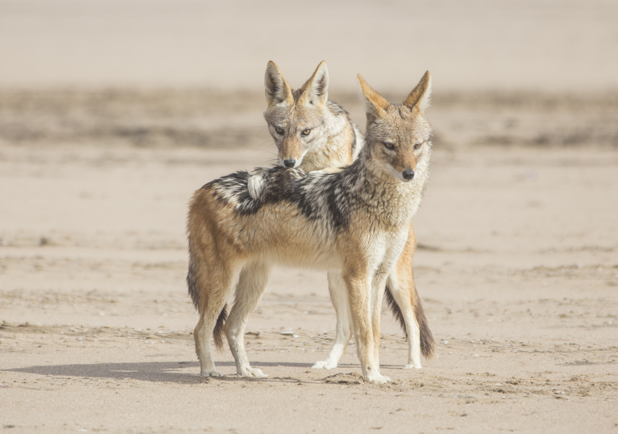 Canon EOS 6D + Canon EF 70-200mm F2.8L IS II USM sample photo. Black jackals namibia photography