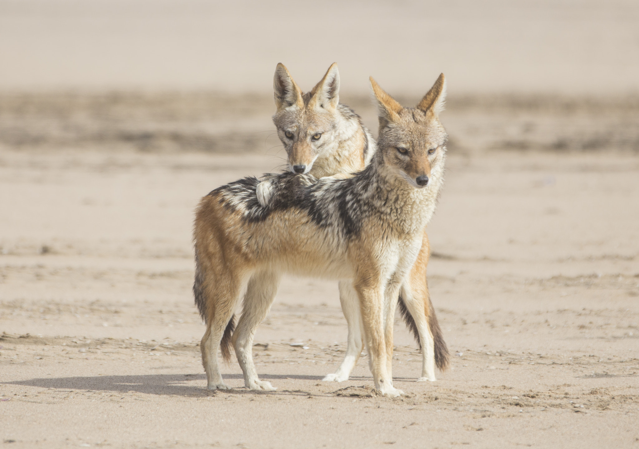 Canon EF 70-200mm F2.8L IS II USM sample photo. Black jackals namibia photography