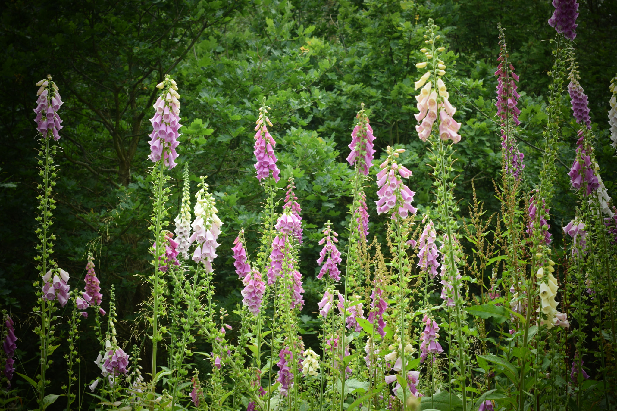 Nikon D5300 + Nikon AF-S Nikkor 50mm F1.4G sample photo. Digitalis + bees photography
