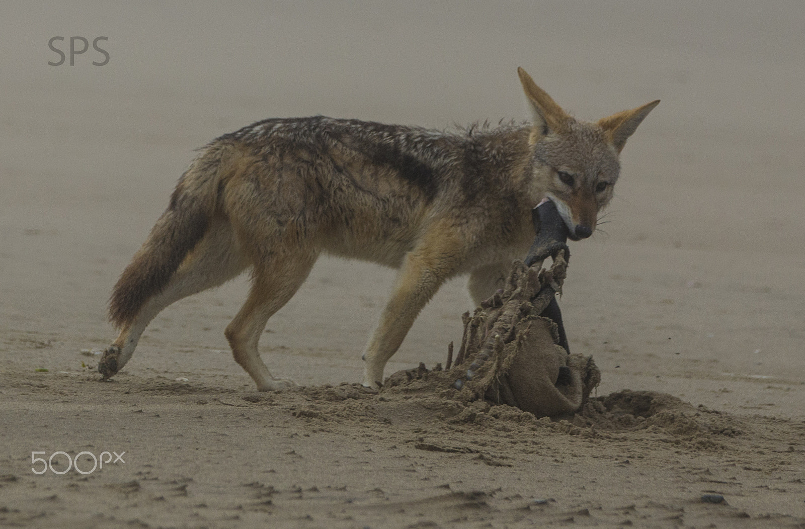 Canon EOS 6D + Canon EF 70-200mm F2.8L IS II USM sample photo. Jackal with seal carcass photography