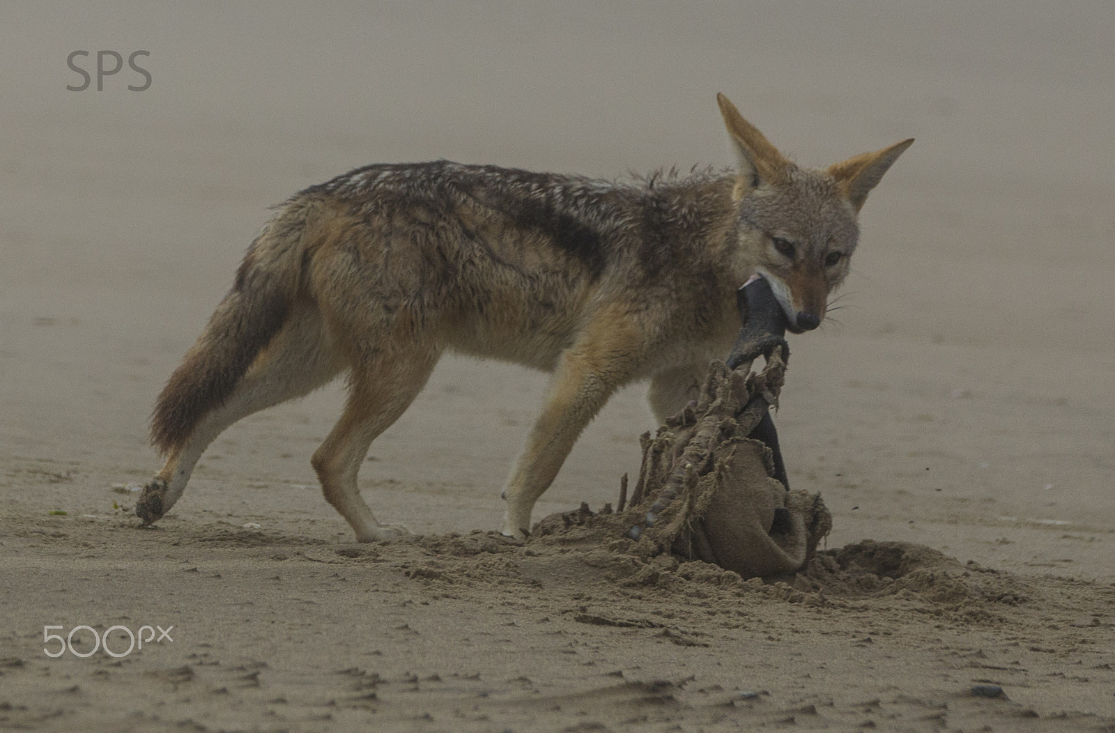 Canon EF 70-200mm F2.8L IS II USM sample photo. Jackal with seal carcass photography