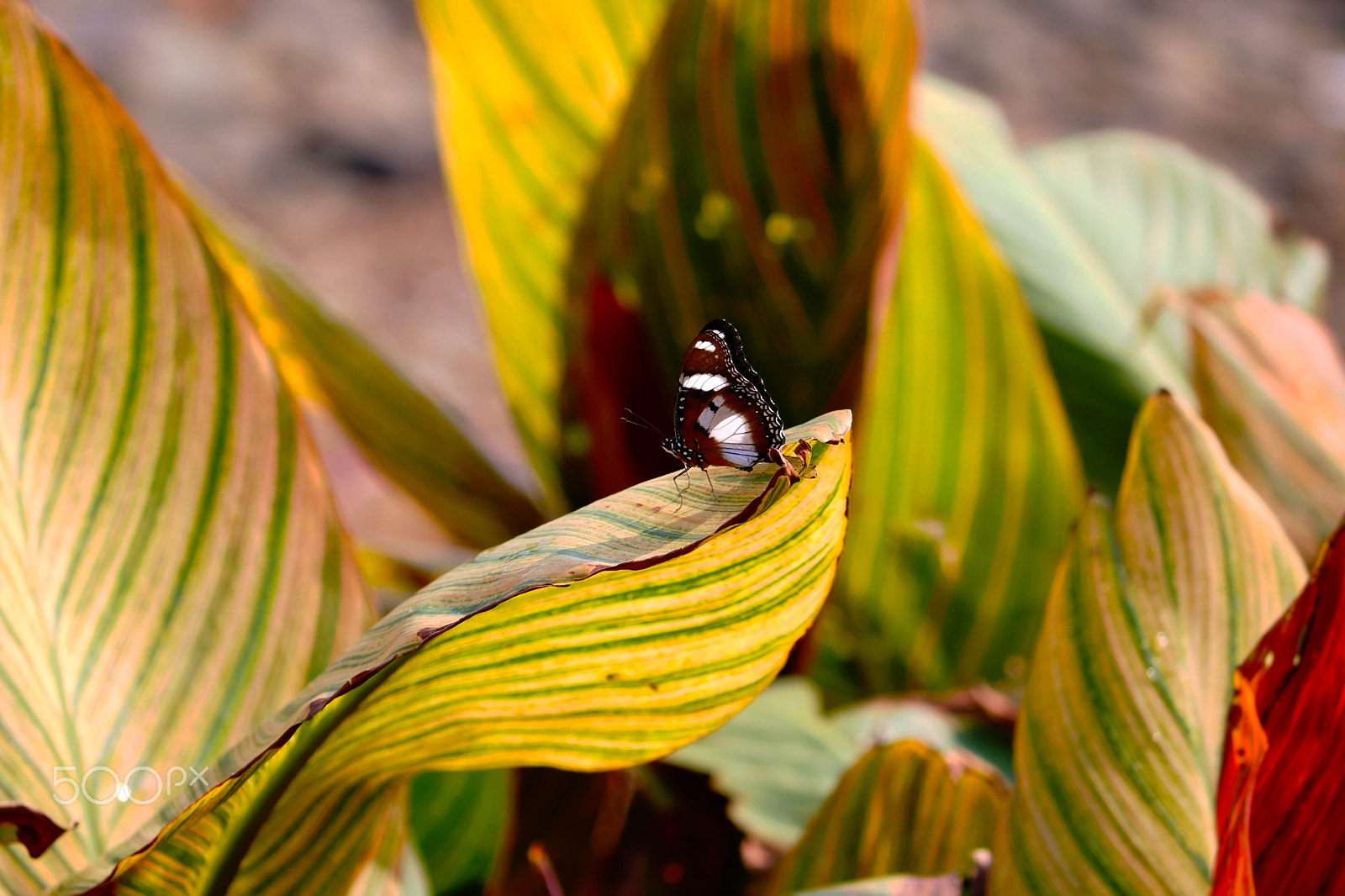 Canon EOS 750D (EOS Rebel T6i / EOS Kiss X8i) sample photo. Coloured butterfly photography