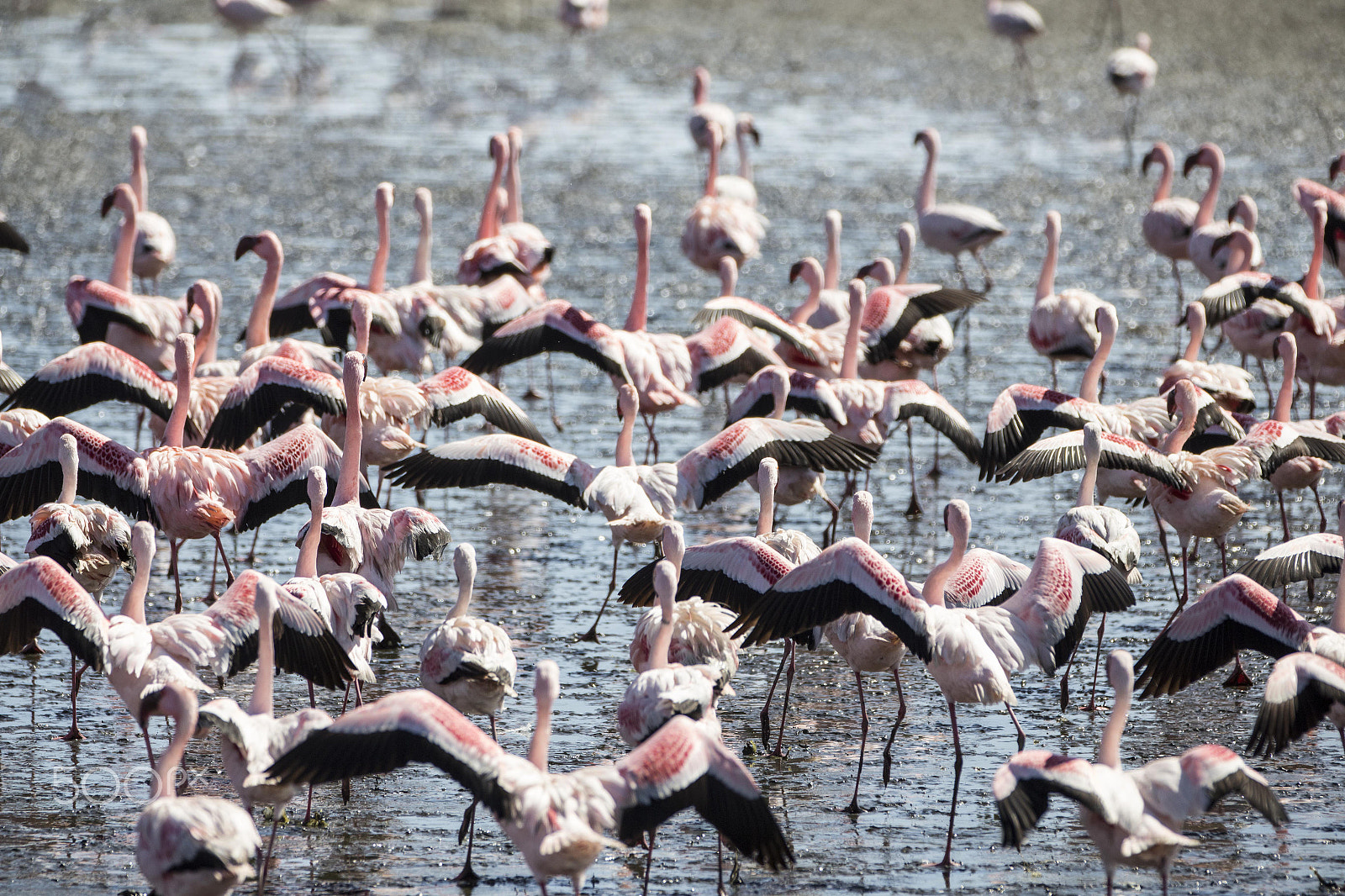 Canon EF 70-200mm F2.8L IS II USM sample photo. Flamingos in walvis bay, namibia photography