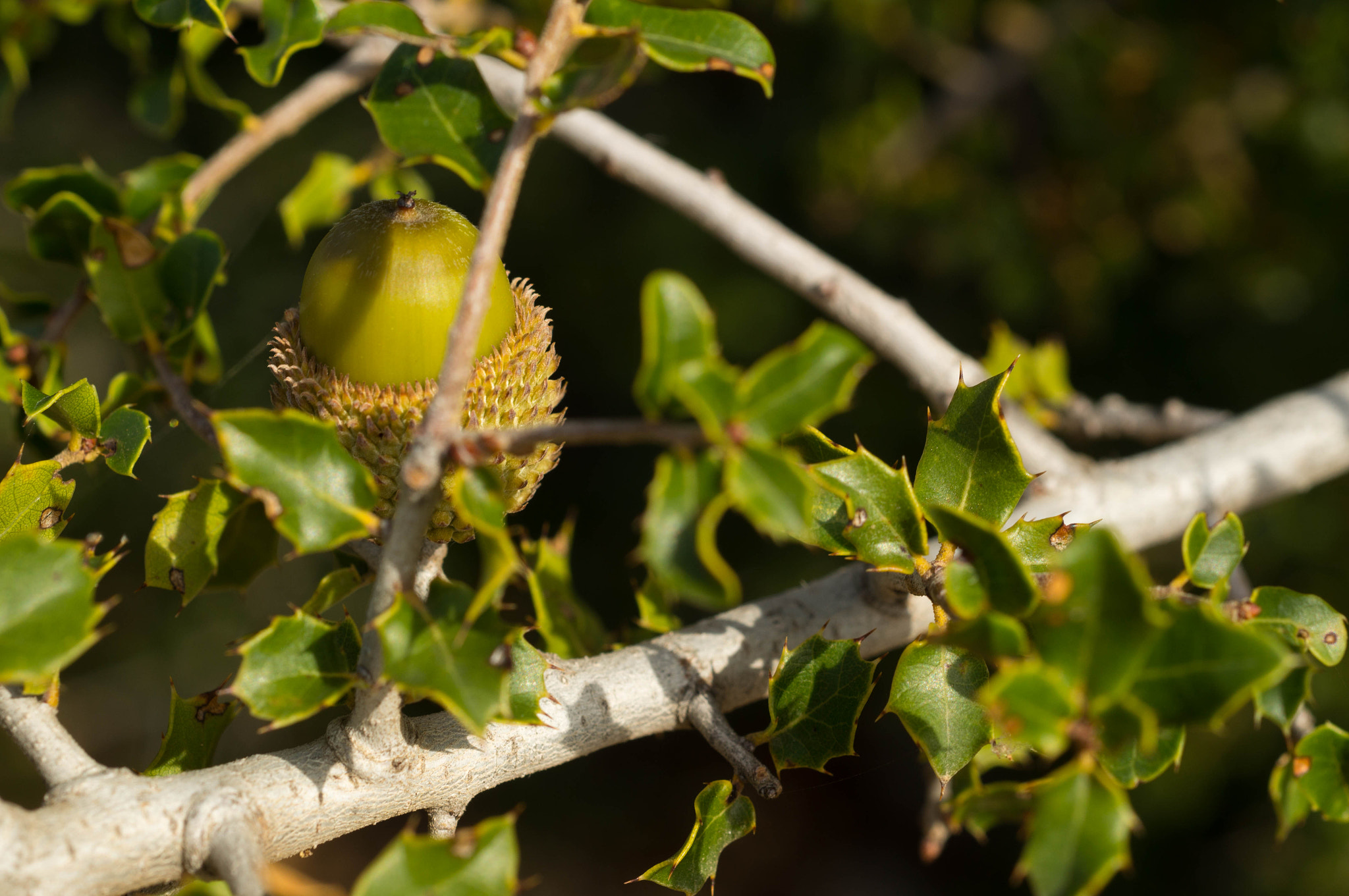 Sony SLT-A57 + MACRO 50mm F2.8 sample photo