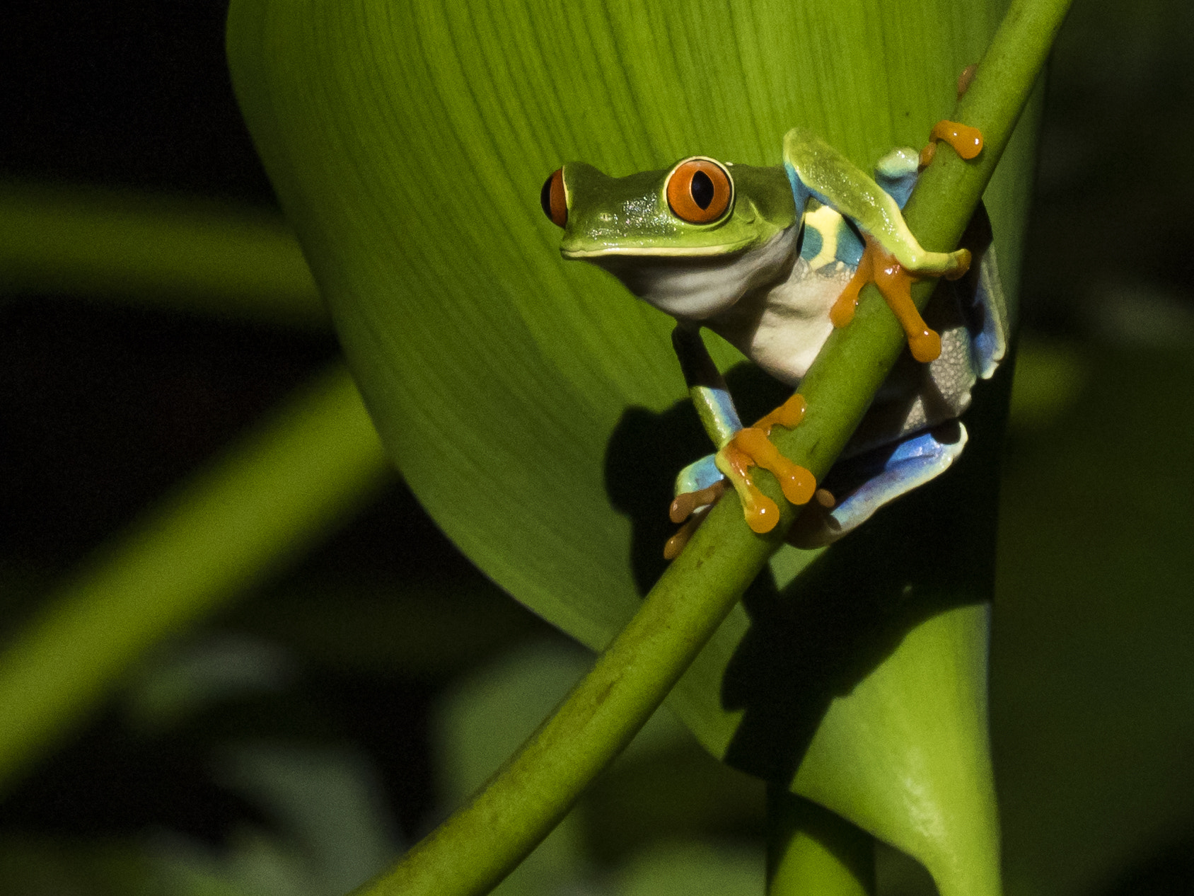 Sigma 150mm F2.8 EX DG OS Macro HSM sample photo. Red eye treefrog photography
