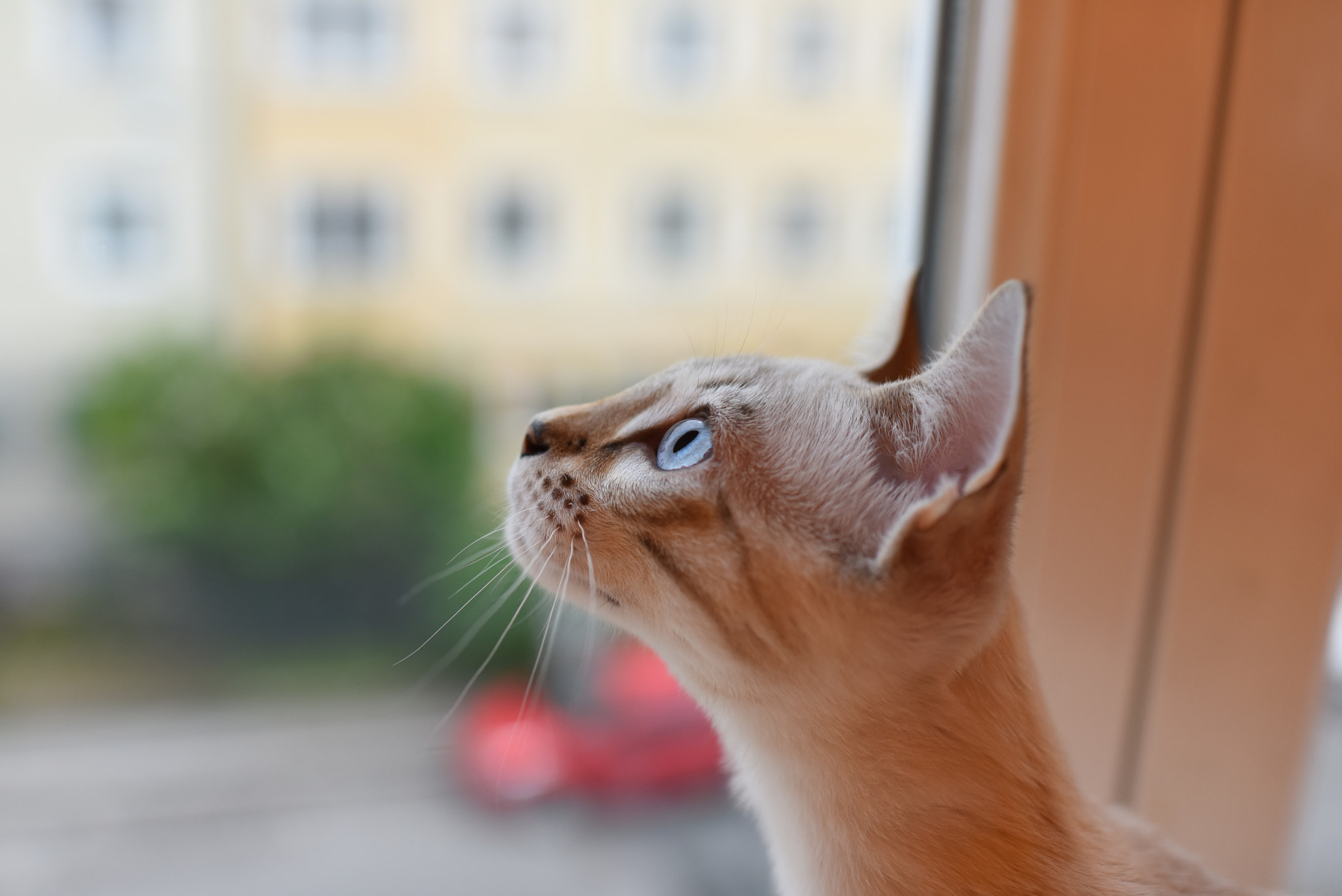 Nikon D810 + Nikon AF-S Nikkor 35mm F1.4G sample photo. Leonardo  photography