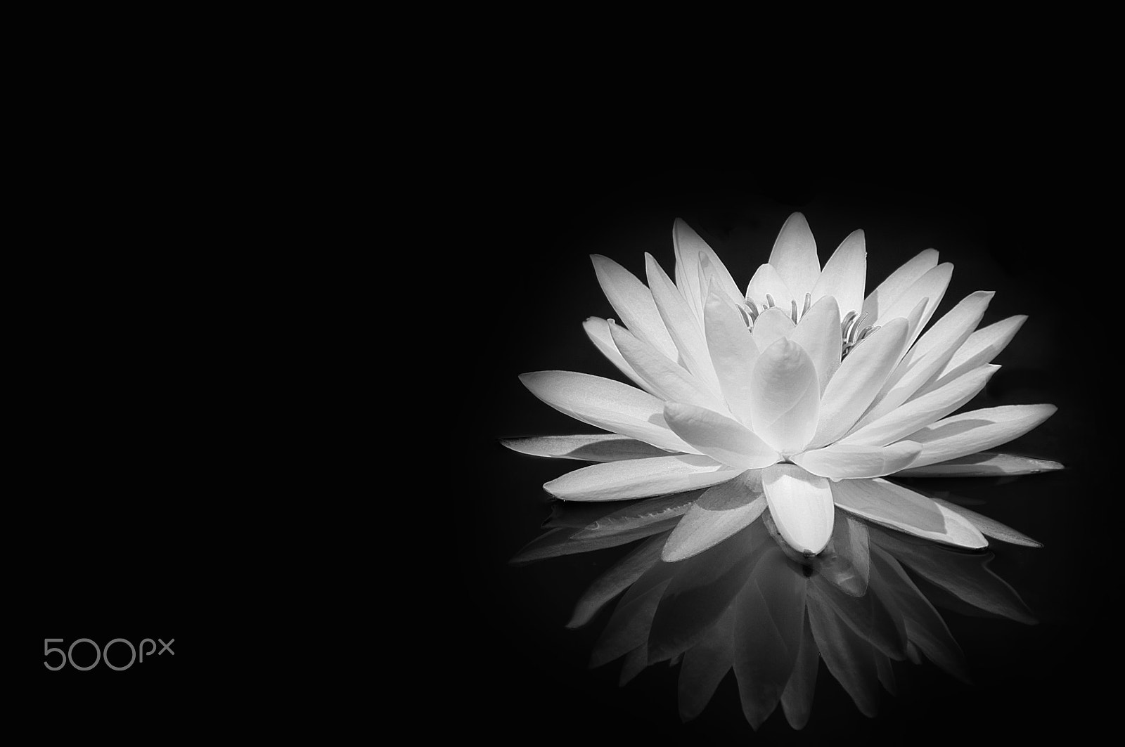 Sigma 28-300mm F3.5-6.3 DG Macro sample photo. Water lily reflections photography