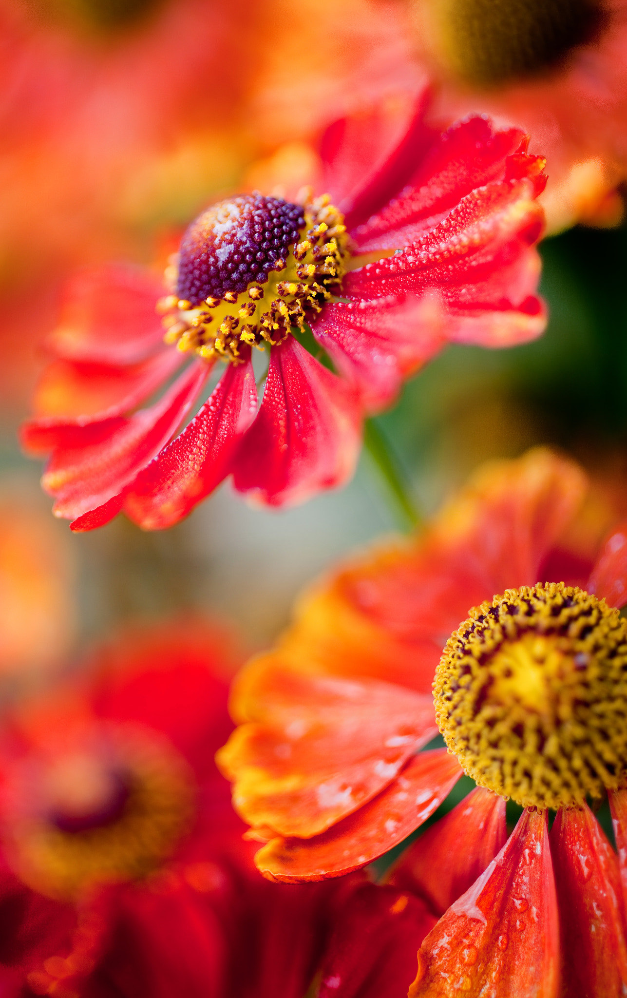 Canon EF 50mm F2.5 Macro sample photo. Img photography
