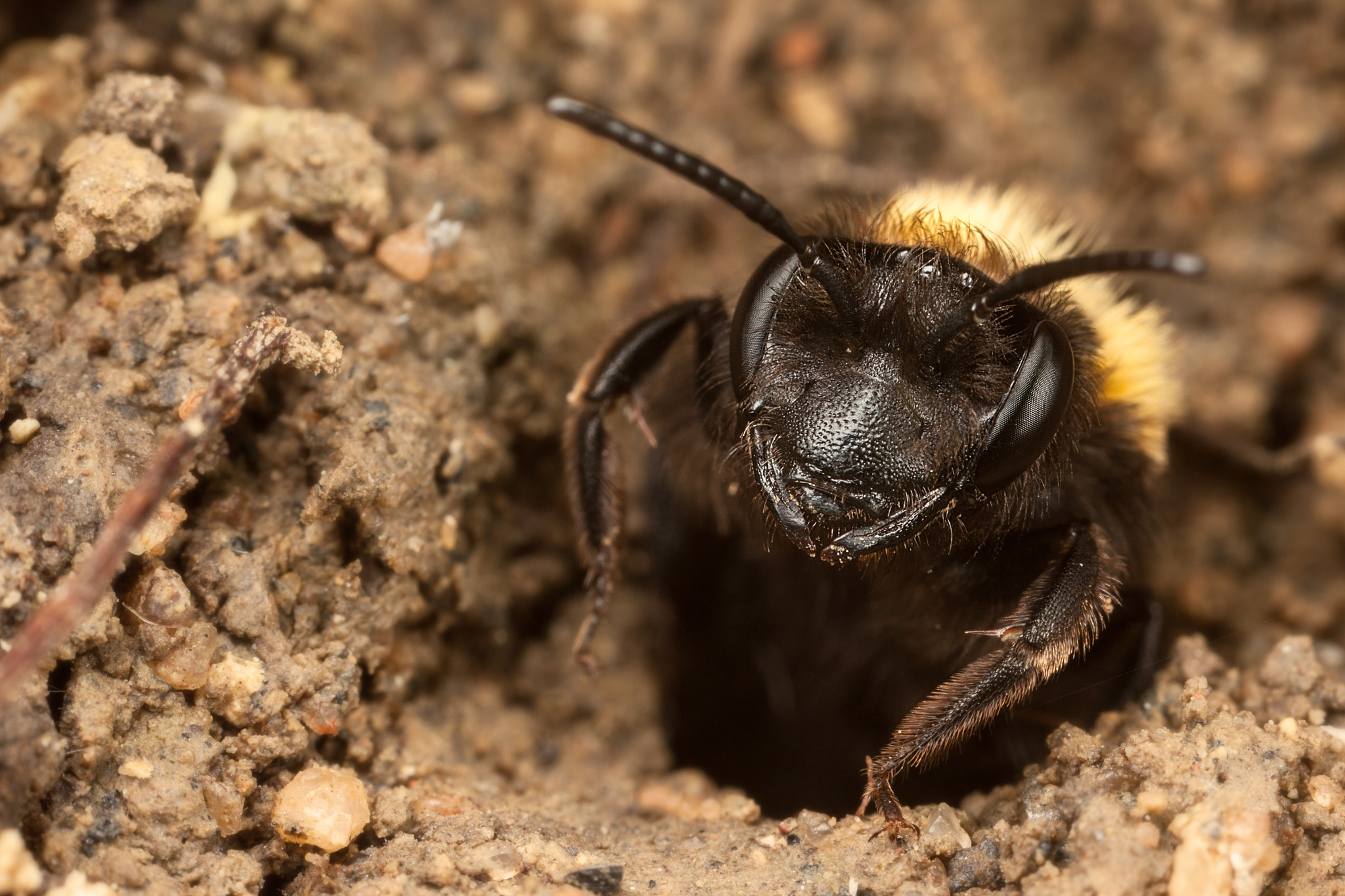 Canon EOS 5D Mark II + Canon MP-E 65mm F2.5 1-5x Macro Photo sample photo. Tawny mining bee photography