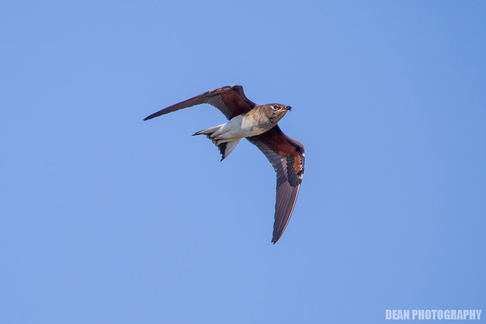 Canon EOS-1D Mark IV sample photo. Sky hunting photography