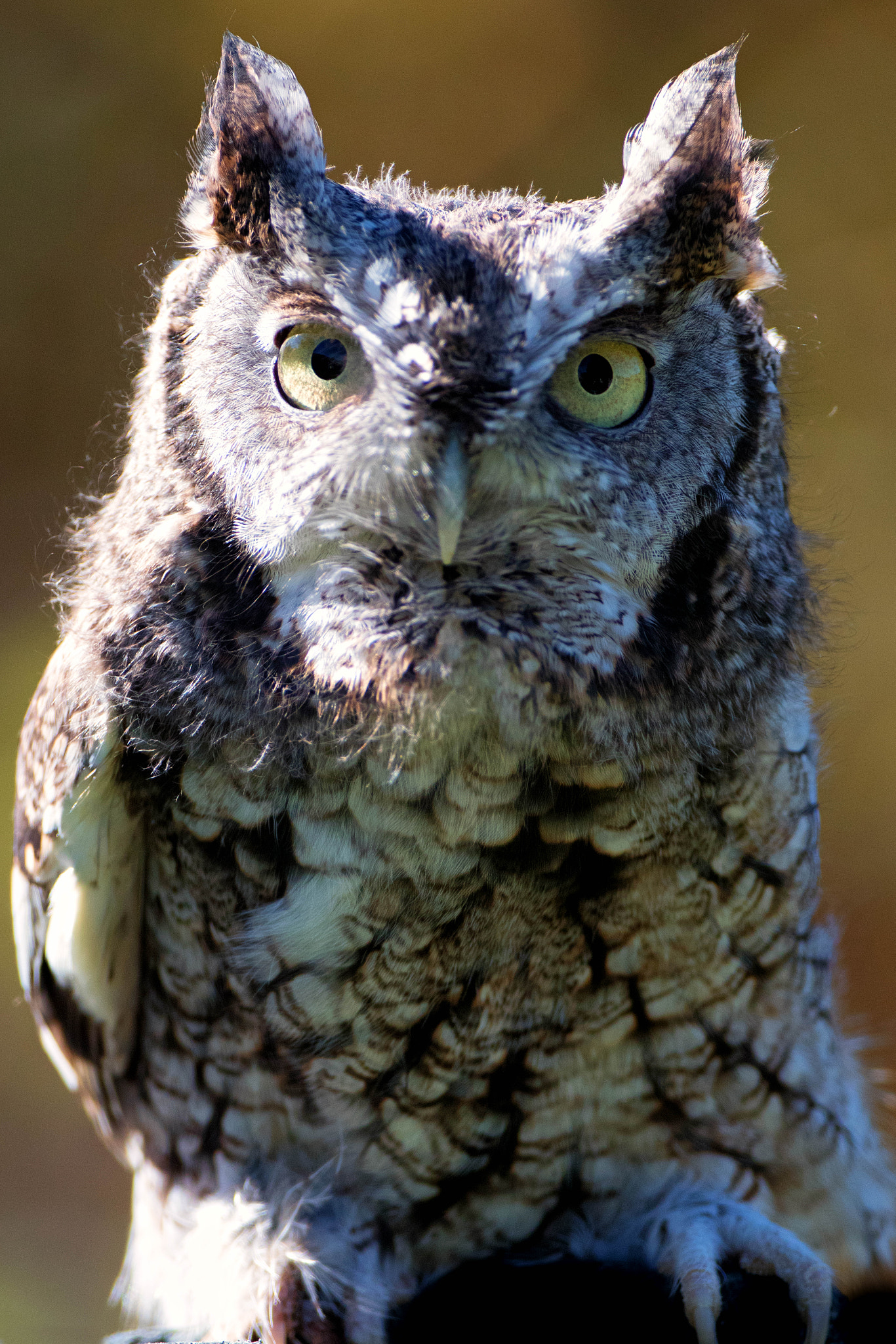 Canon EOS 80D + Canon EF 500mm F4L IS USM sample photo. Sylvie eastern screech owl photography