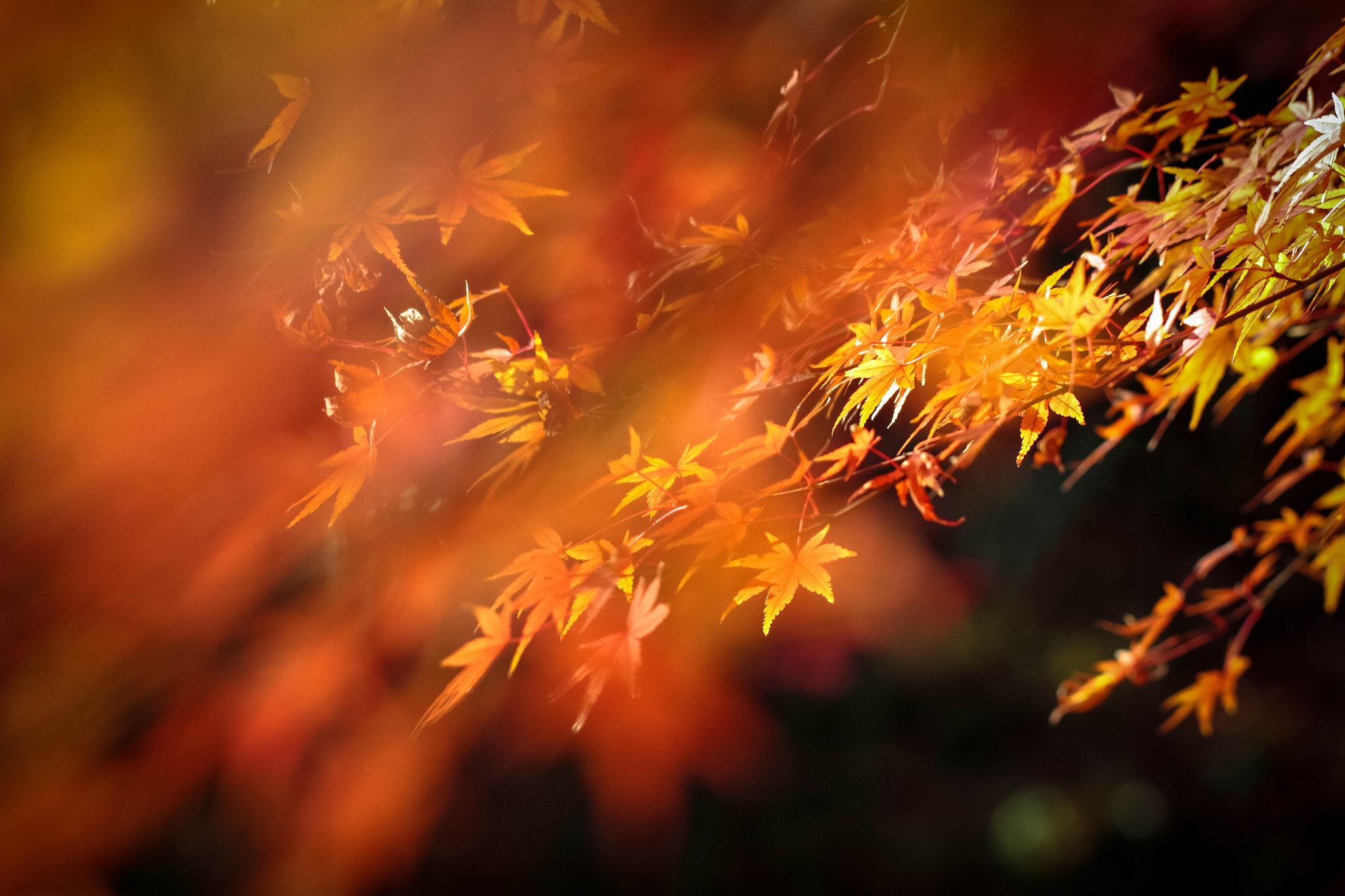 Canon EF 100mm F2.8L Macro IS USM sample photo. Maple photography