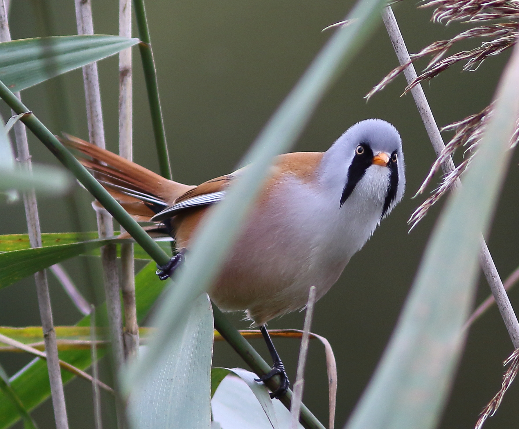 Canon EF 300mm F4L IS USM sample photo. Bearded tit photography