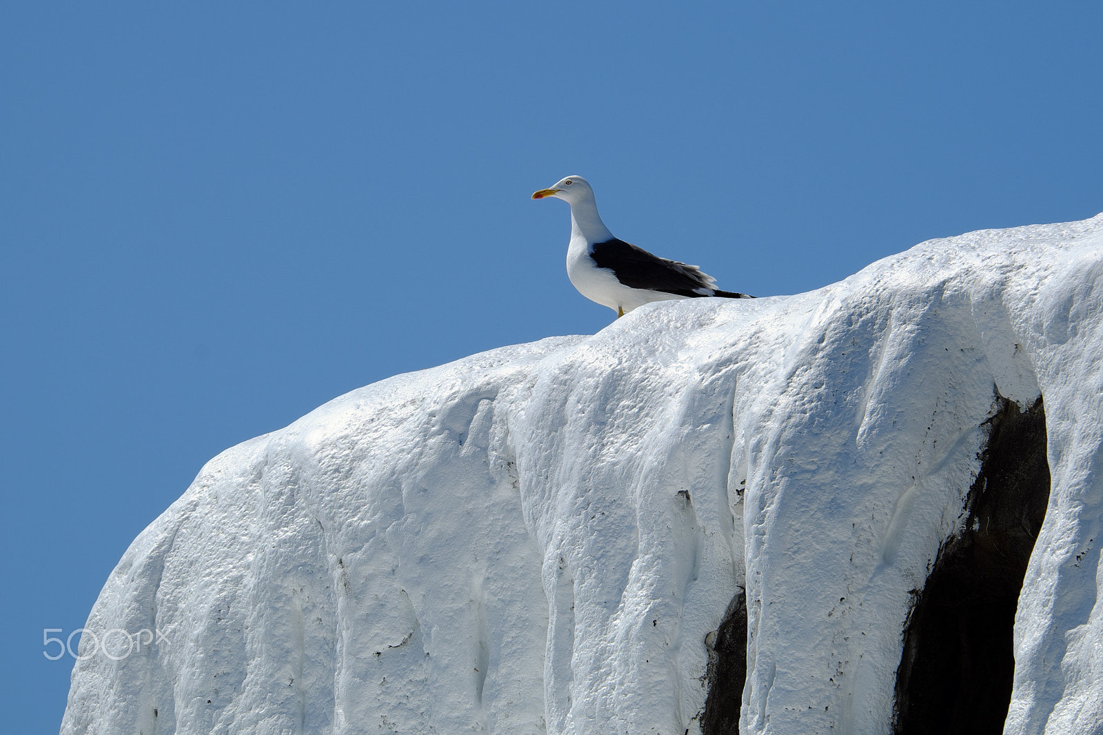 Fujifilm XF 100-400mm F4.5-5.6 R LM OIS WR sample photo. The seagull has everything under control photography