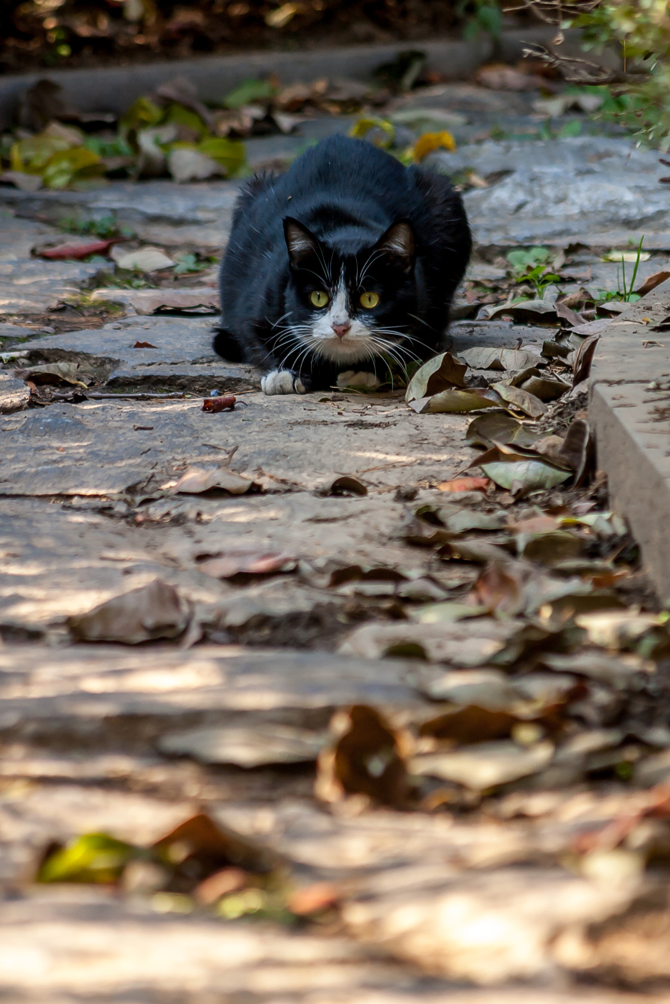 Pentax *ist DS2 sample photo. A crouching stray cat photography