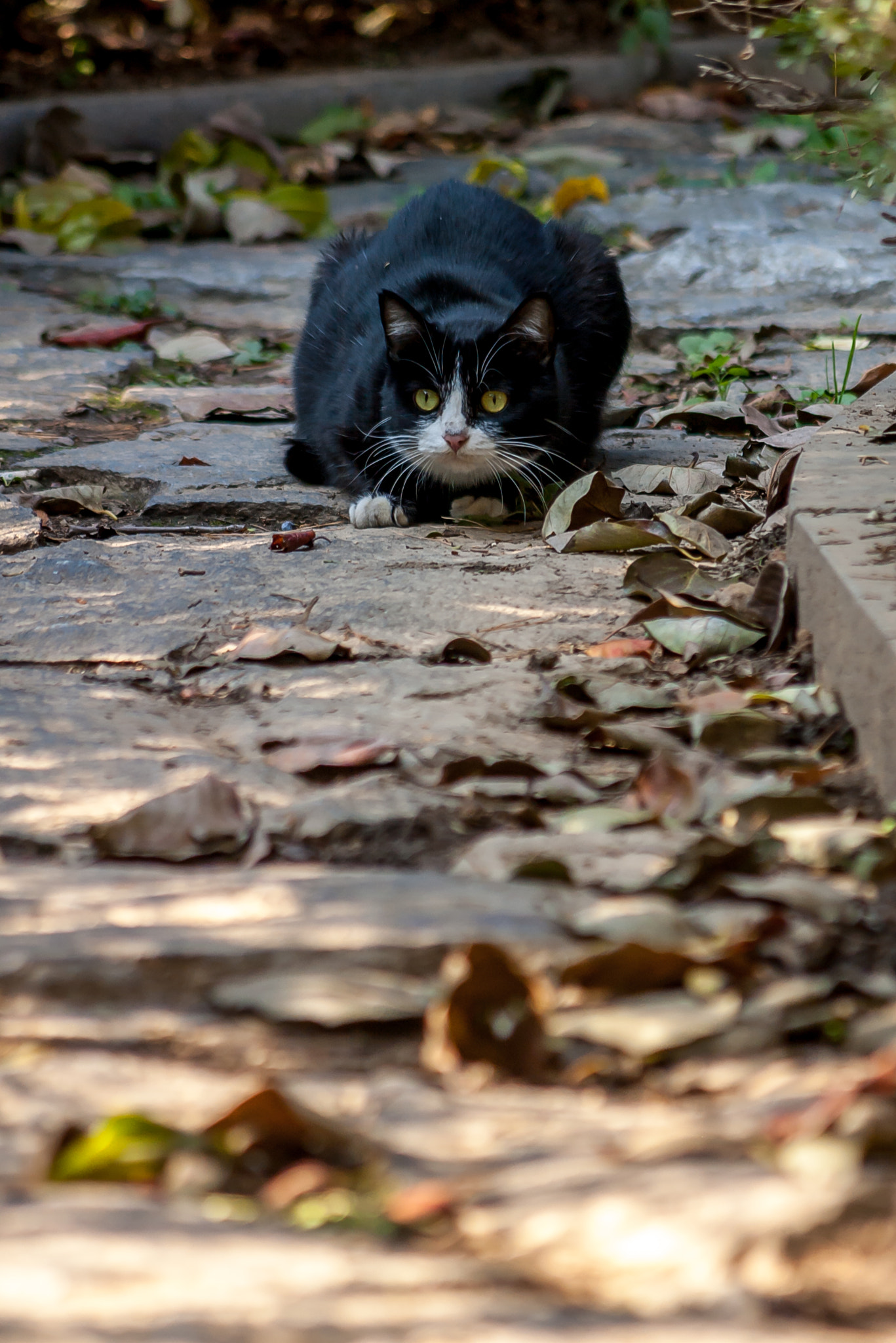 smc PENTAX-F 70-210mm F4-5.6 sample photo. A crouching stray cat photography