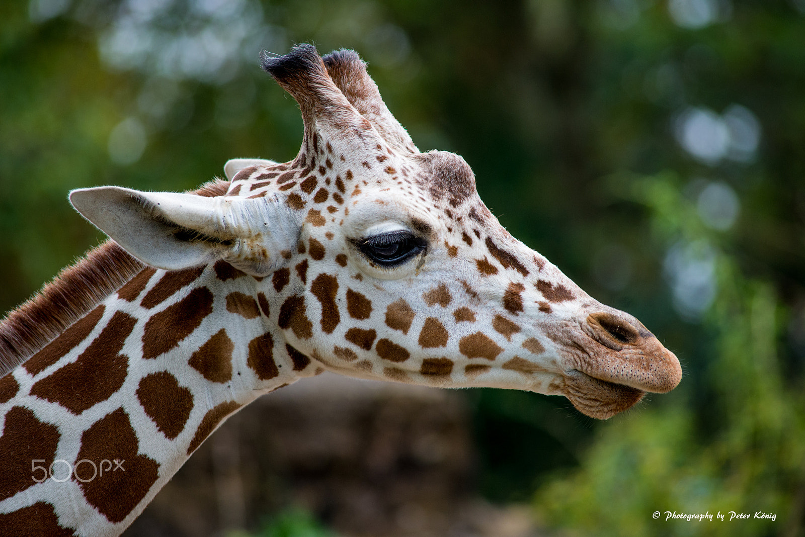 Nikon D600 + AF Nikkor 300mm f/4 IF-ED sample photo. Giraffe,giraffa camelopardalis photography