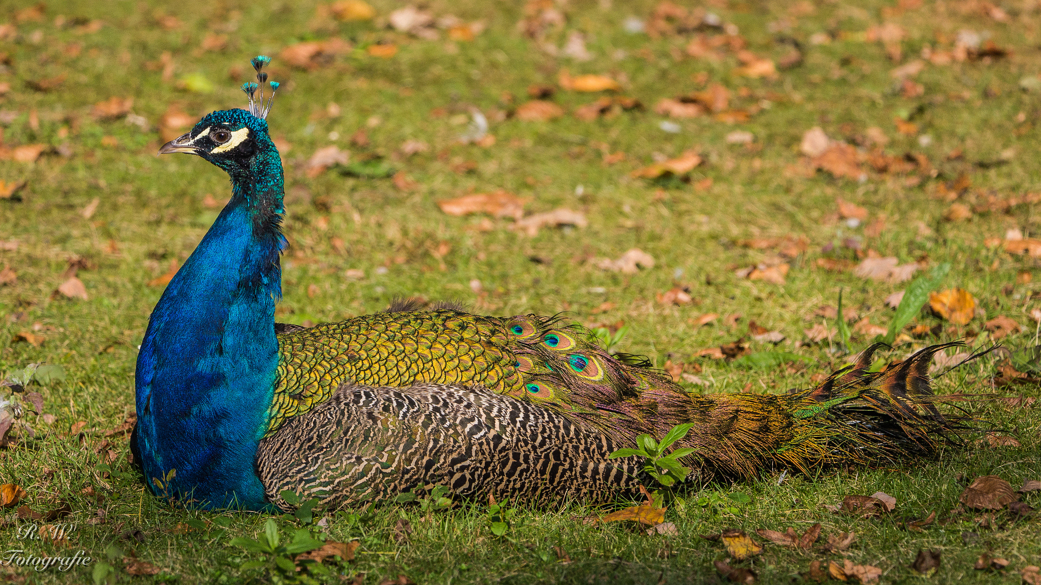 Panasonic Lumix DMC-GH3 + LEICA DG 100-400/F4.0-6.3 sample photo. Pfau photography