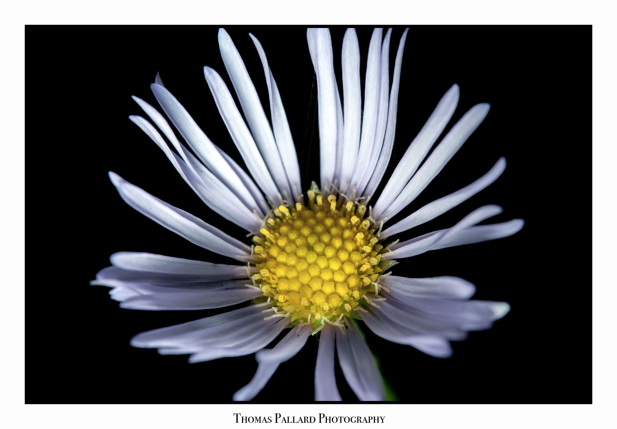 Nikon D300 sample photo. Web photography