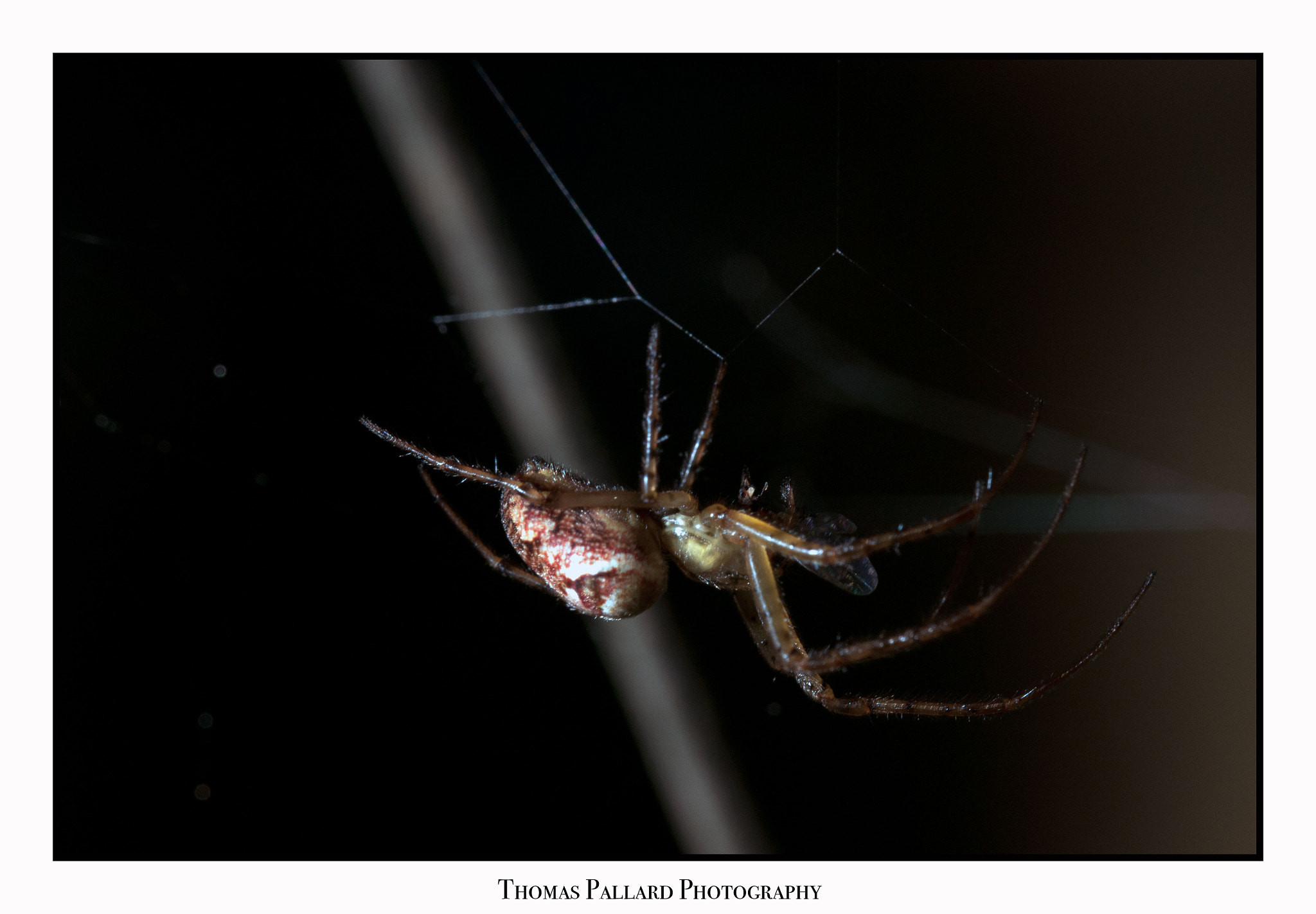 Nikon D300 sample photo. Web photography